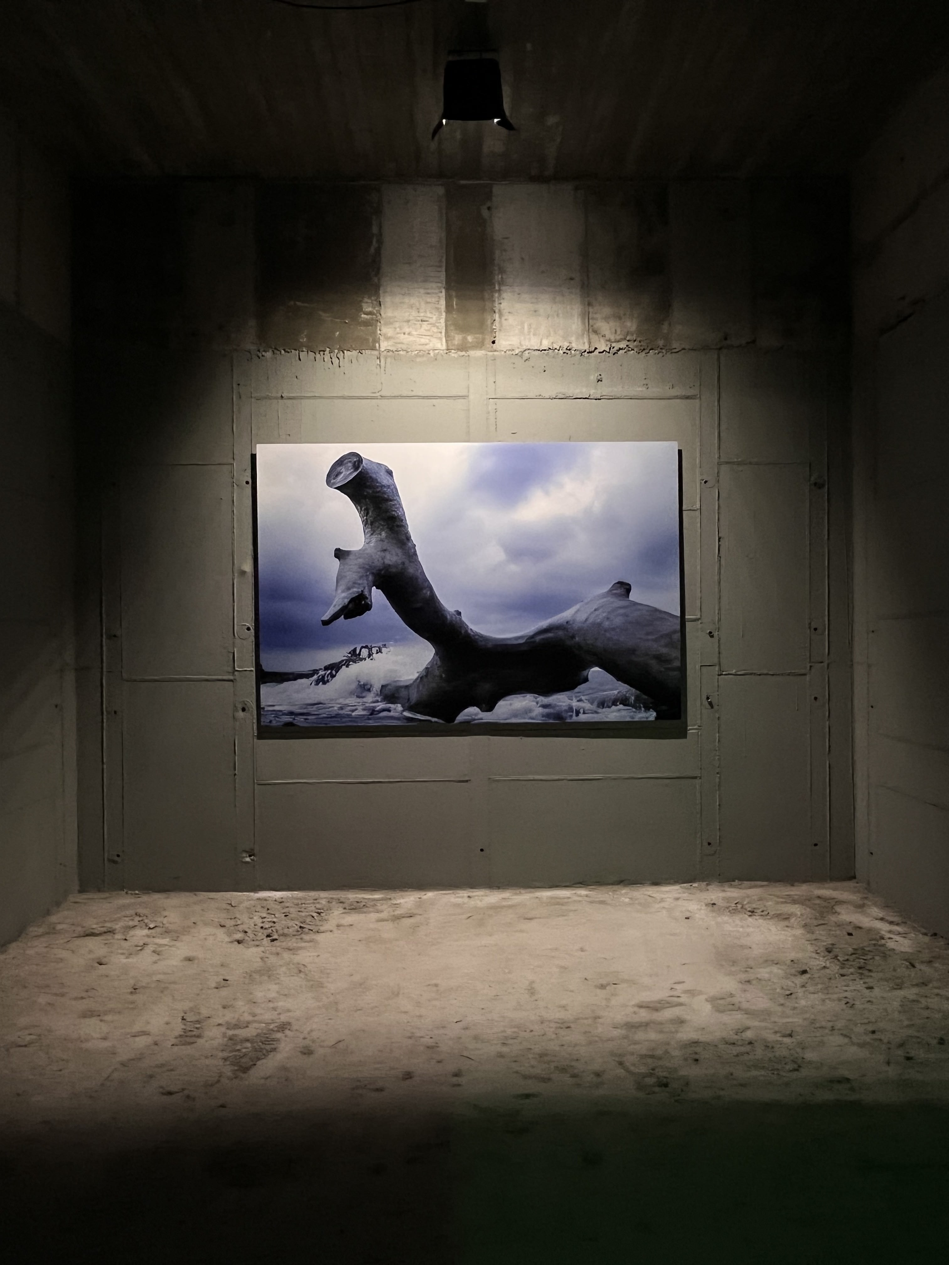 Επίσκεψη στην έκθεση του φωτογράφου Τάσου Βρεττού «Το αίνιγμα του Δάσους» στο κτίριο «Νόμπελ» στο Χαλάνδρι