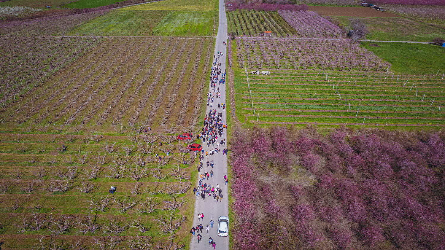 Ανθισμένες ροδακινιές