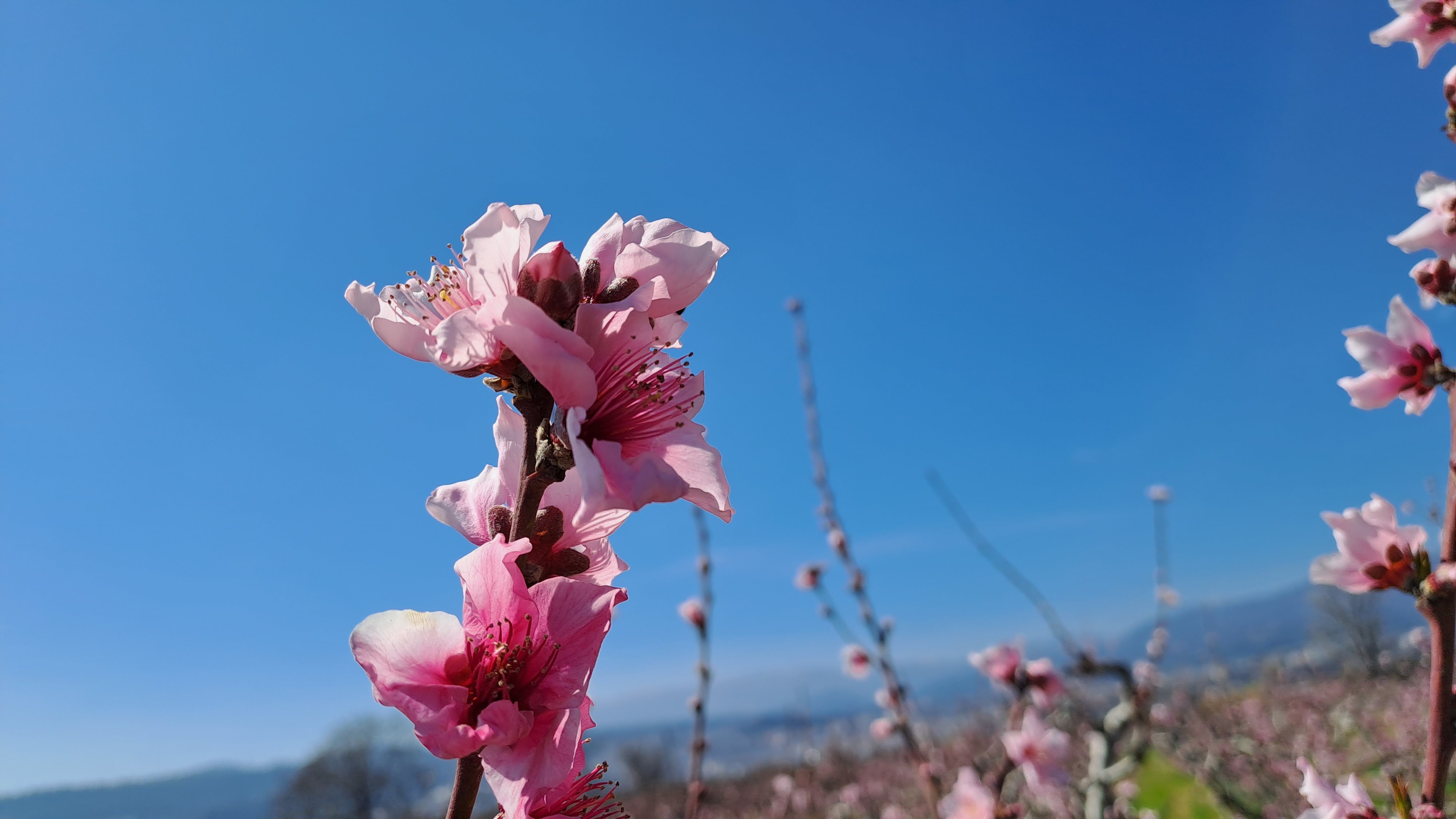 Βέροια -ανθισμένες ροδακινιέςς