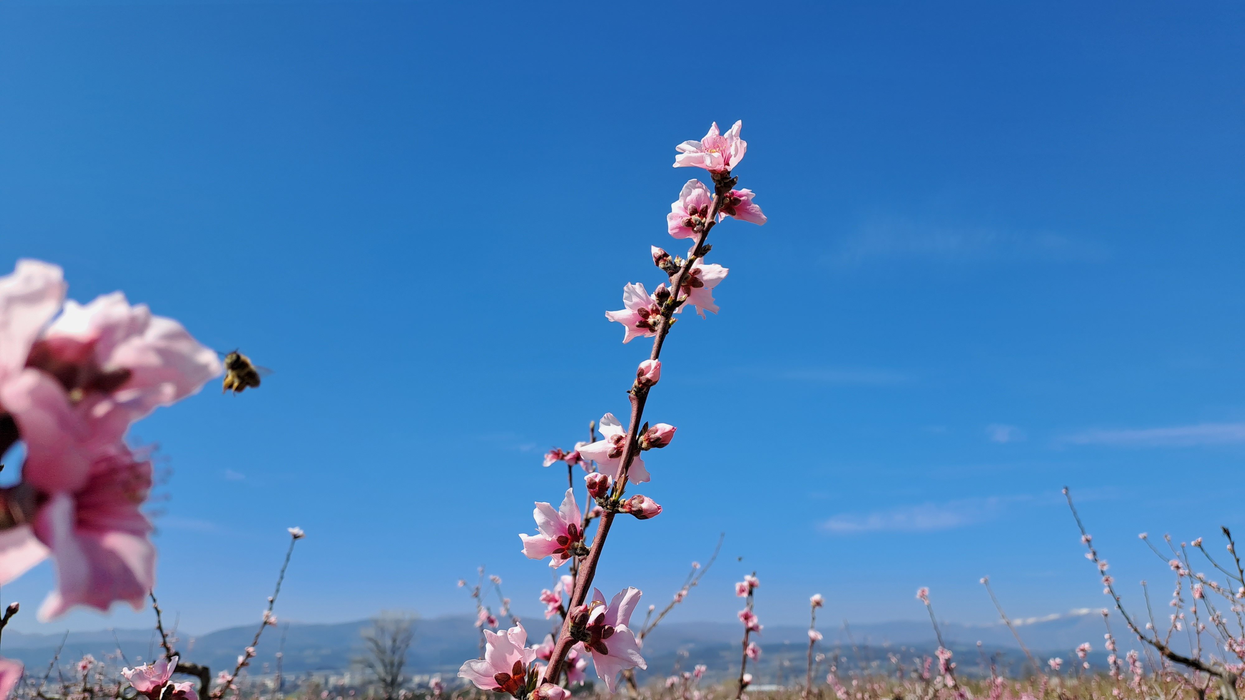 Ανθισμένες ροδακινιές