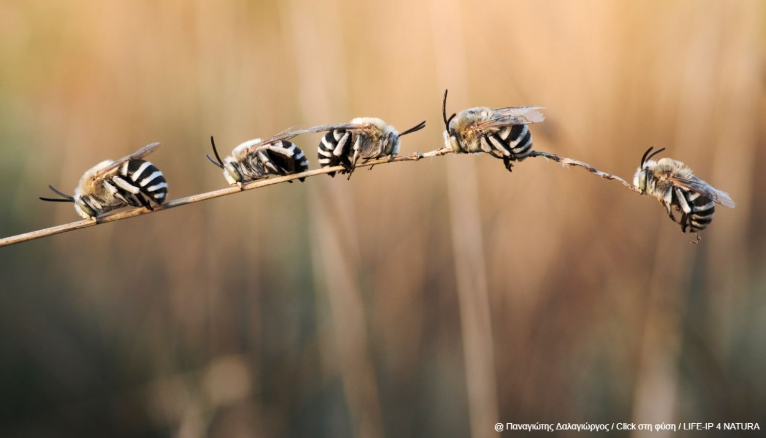 Παναγιώτης Δαλαγιώργος - 3ο Βραβείο στην κατηγορία “Πτηνά, Ζώα & Φυτά” | Όρη Βόρειου Βούρινου και Μελλιά 