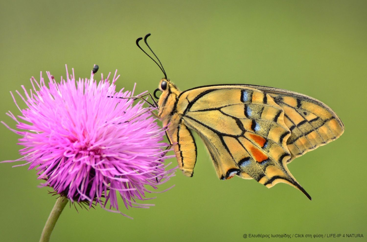 Ελευθέριος Ιωσηφίδης - Έπαινος στην κατηγορία “Πτηνά, Ζώα & Φυτά” | Αισθητικό δάσος Νέστου 