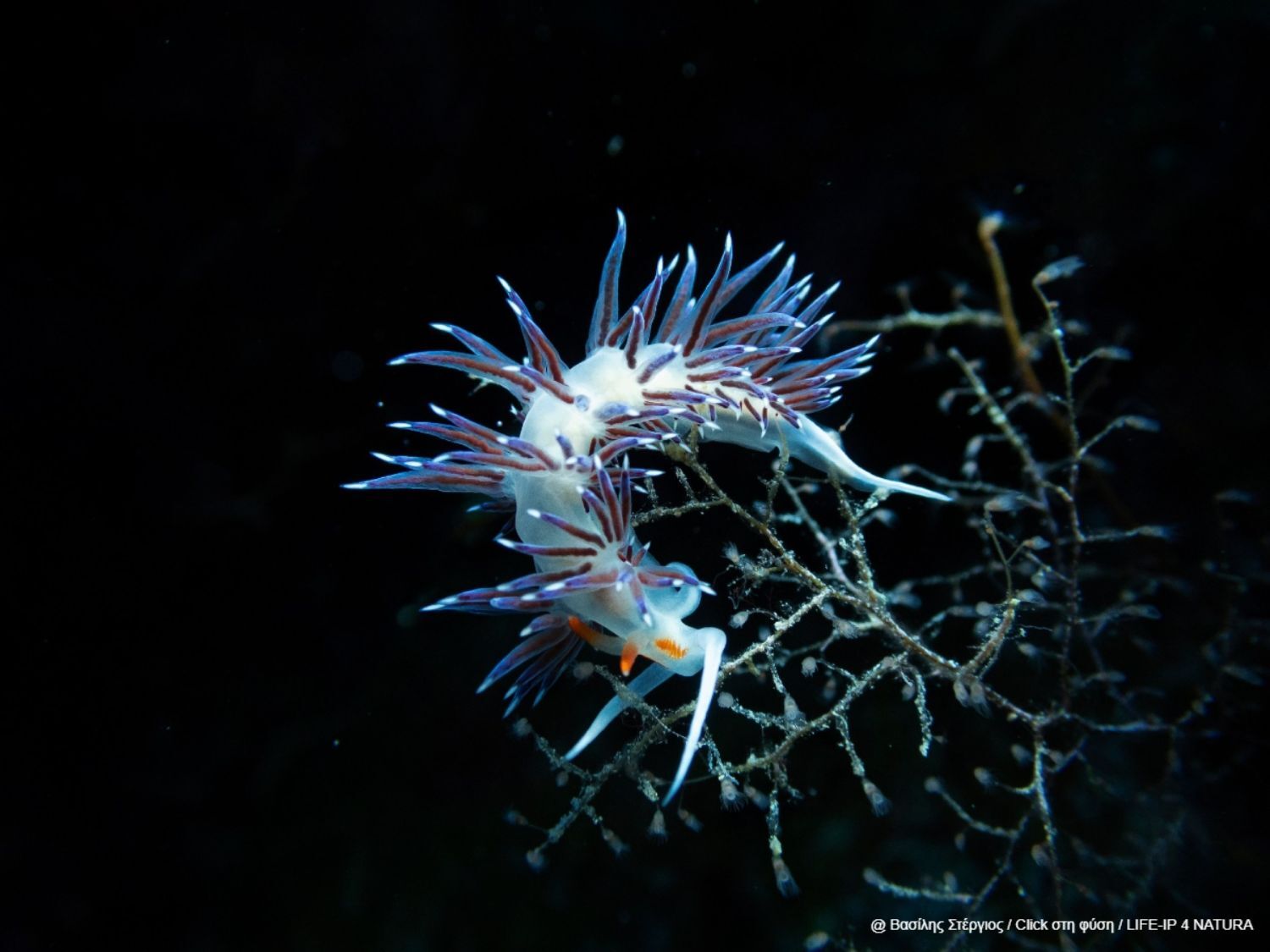 Βασίλης Στέργιος - Έπαινος στην κατηγορία “Νερά & Θάλασσες” | Εθνικό θαλάσσιο πάρκο αλοννήσου - Βόρειων Σποράδων ανατολική Σκόπελος 