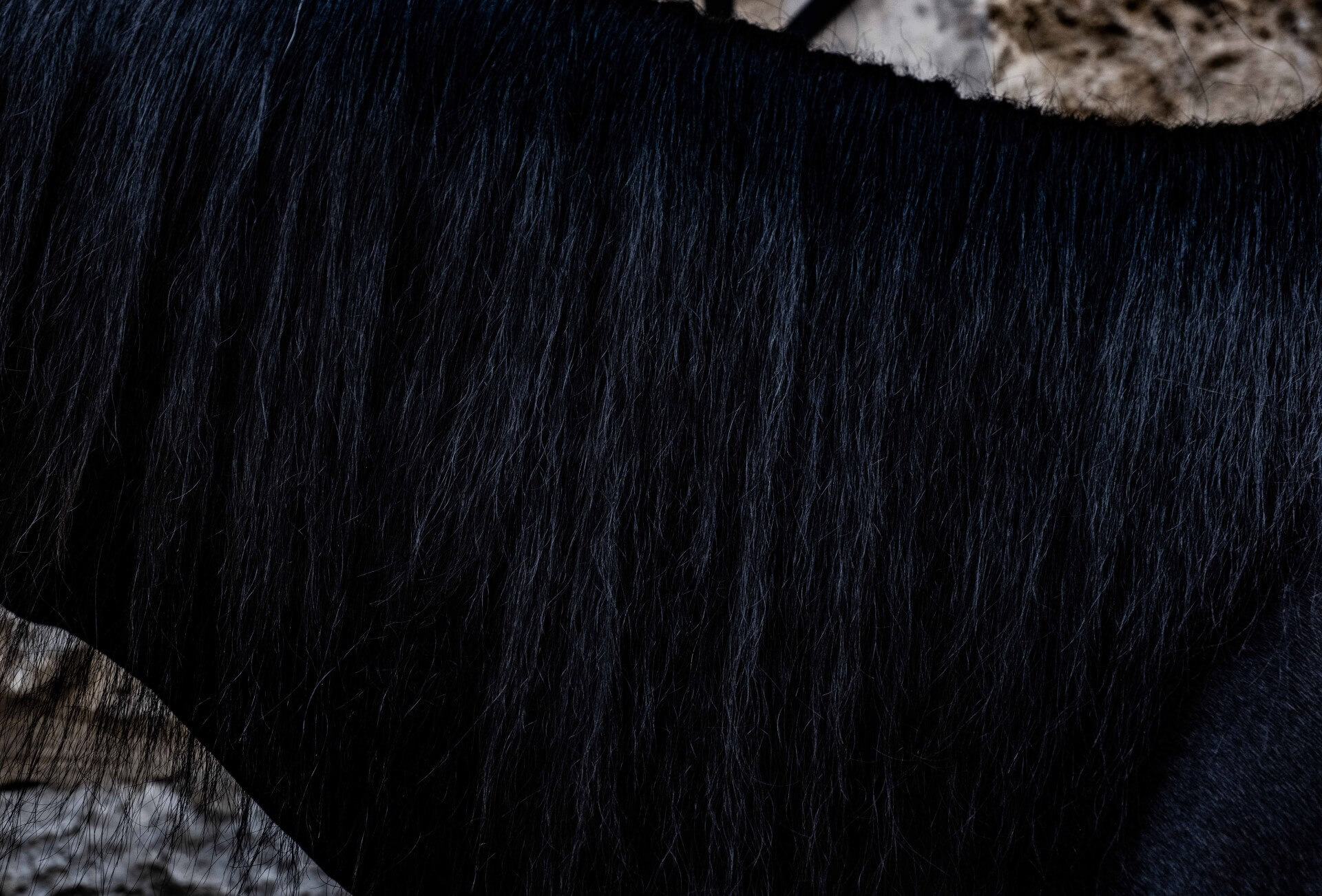 Ασούρα: To αυτομαστίγωμα των Σιιτών Μουσουλμάνων στον Πειραιά μέσα από τον φακό του Τάσου Βρεττού