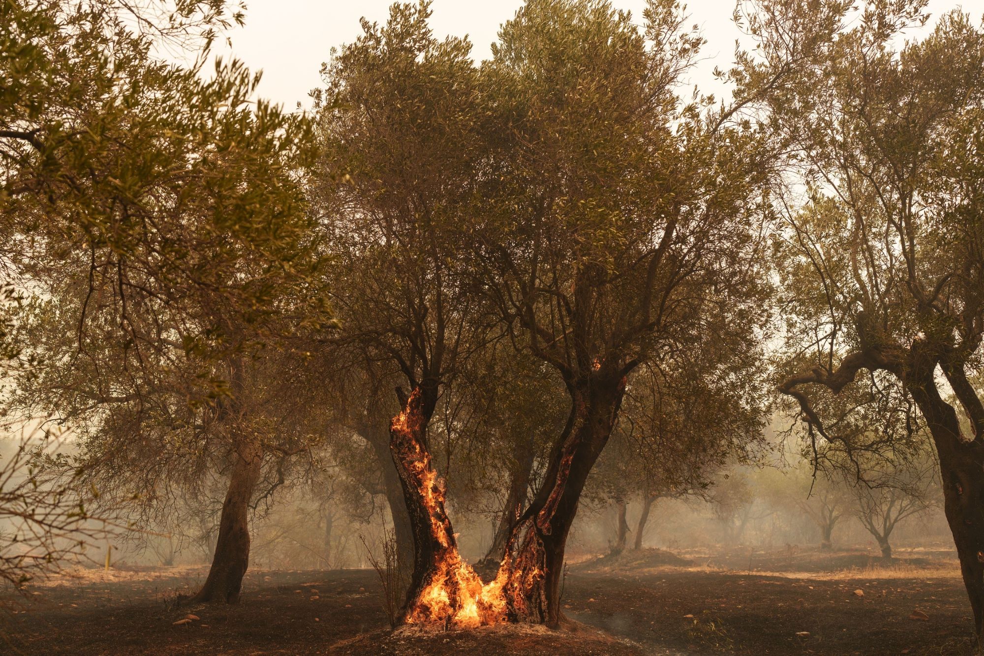  Μάχη με τις φλόγες στην Αλεξανδρούπολη ©Konstantinos Tsakalidis / SOOC
