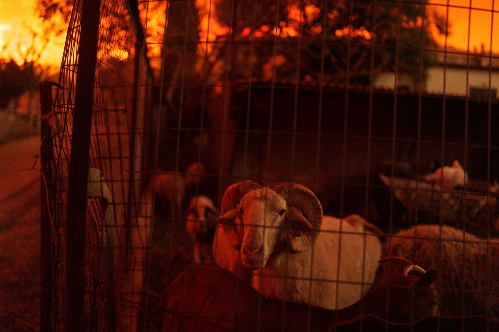 Καταστροφή από το πύρινο μέτωπο στην Αλεξανδρούπολη ©Konstantinos Tsakalidis / SOOC