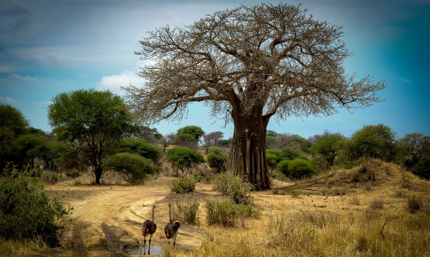 Στρουθοκάμηλοι στην Τανζανία