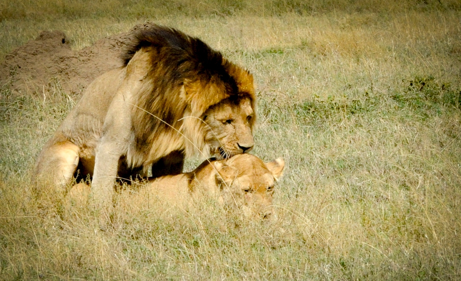 Λιοντάρια στην Τανζανία