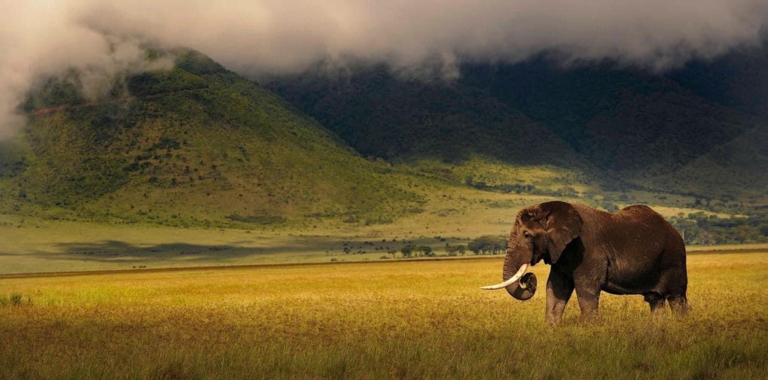 ελέφαντας στην Τανζανία