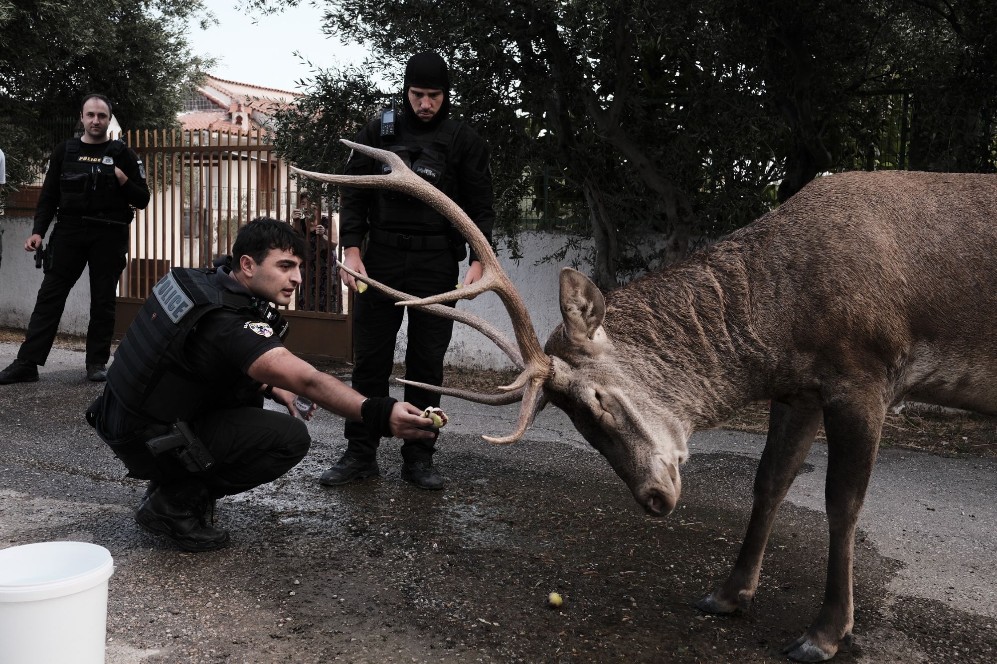 Αστυνομικοί προσπαθούν να ταΐσουν ένα ελάφι που επιβίωσε από τη φωτιά στην περιοχή της Πάρνηθας, στις 23 Αυγούστου 2023