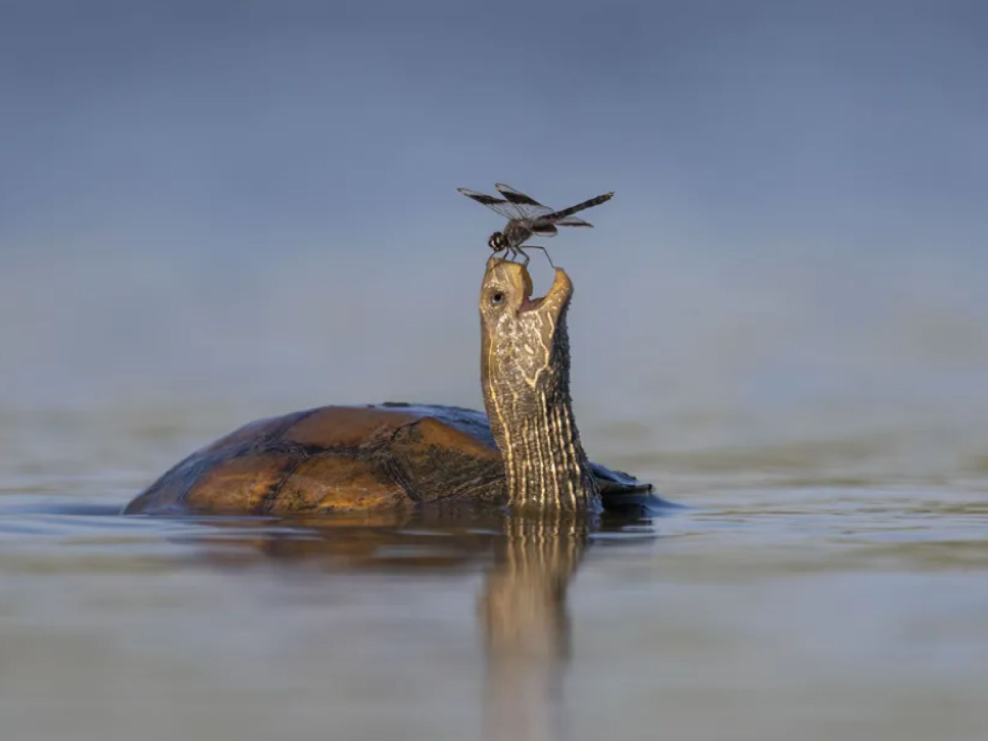 Ο Tzahi Finkelstein εντόπισε μια βαλκανική λιμνοχελώνα να περπατάει στα ρηχά νερά