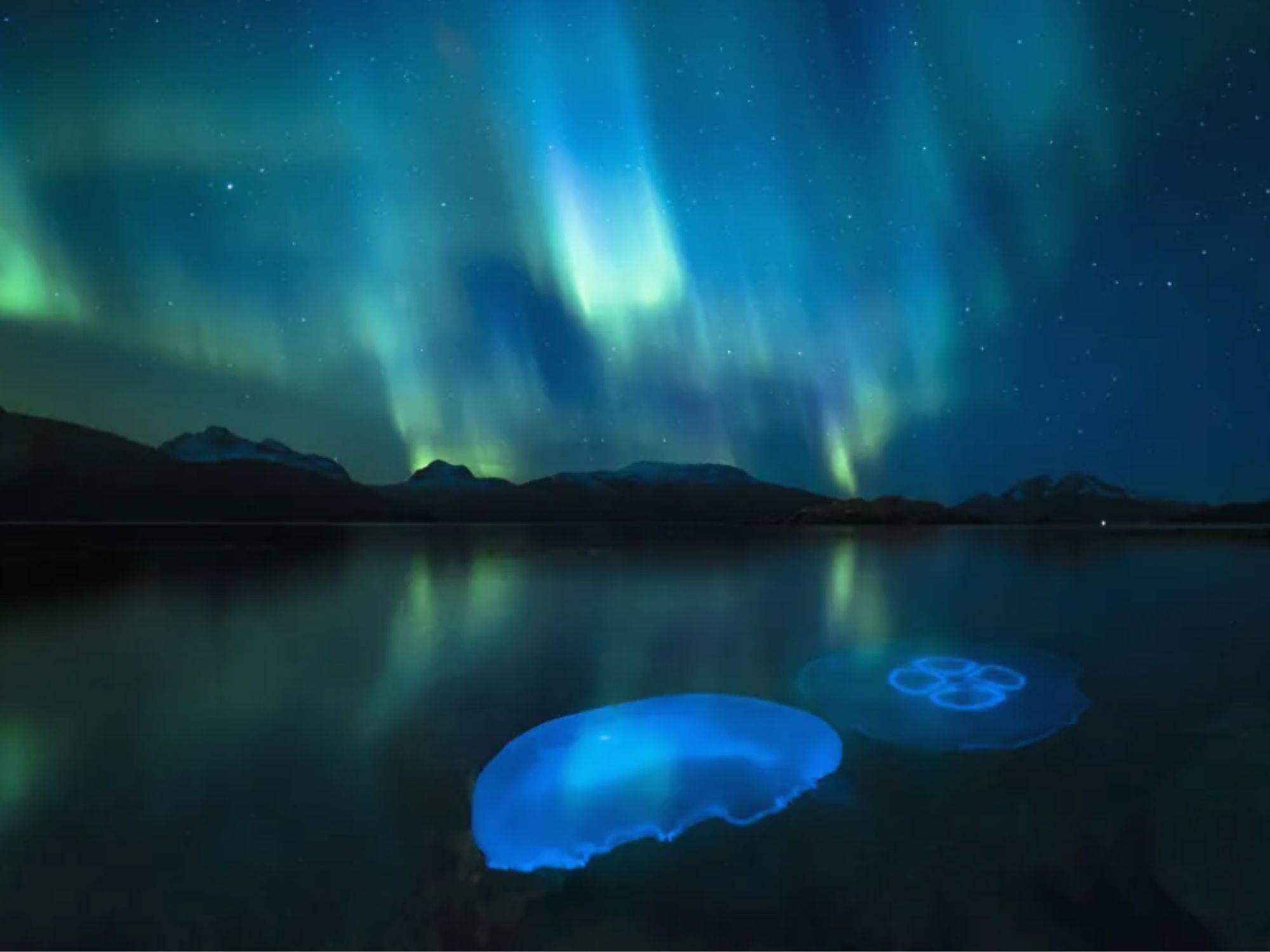 Oι σεληνιακές μέδουσες στα νερά ενός φιόρδ έξω από το Tromsø στη βόρεια Νορβηγία που φωτιζόταν από το Βόρειο Σέλας