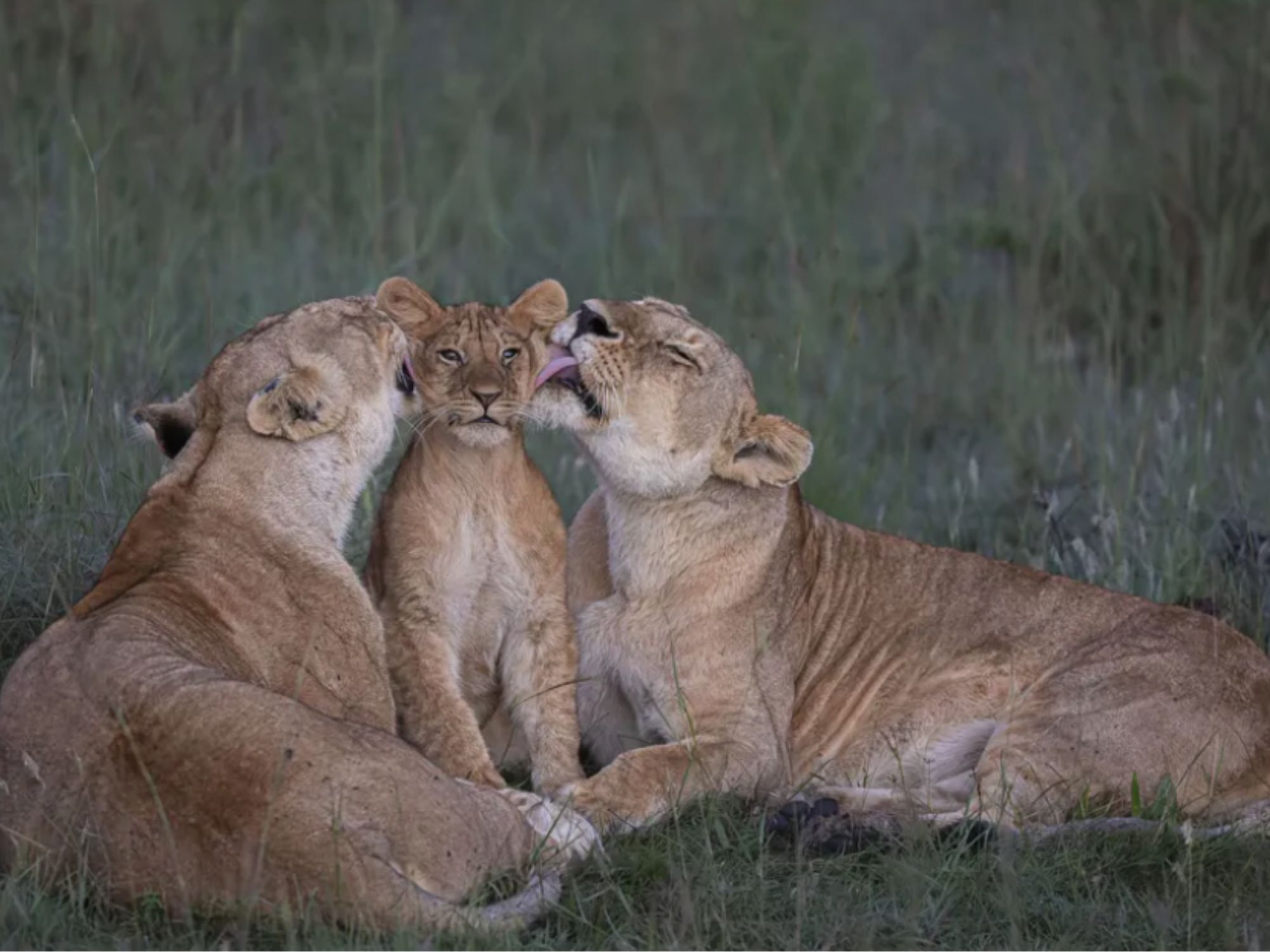 Δύο λέαινες κάλεσαν τα μικρά τους στα λιβάδια και άρχισαν να τα περιποιούνται