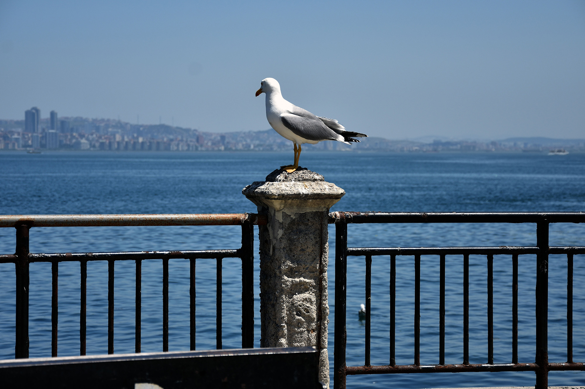 Οι shashin lovers πλατσουρίζουν στη «Θάλασσα»