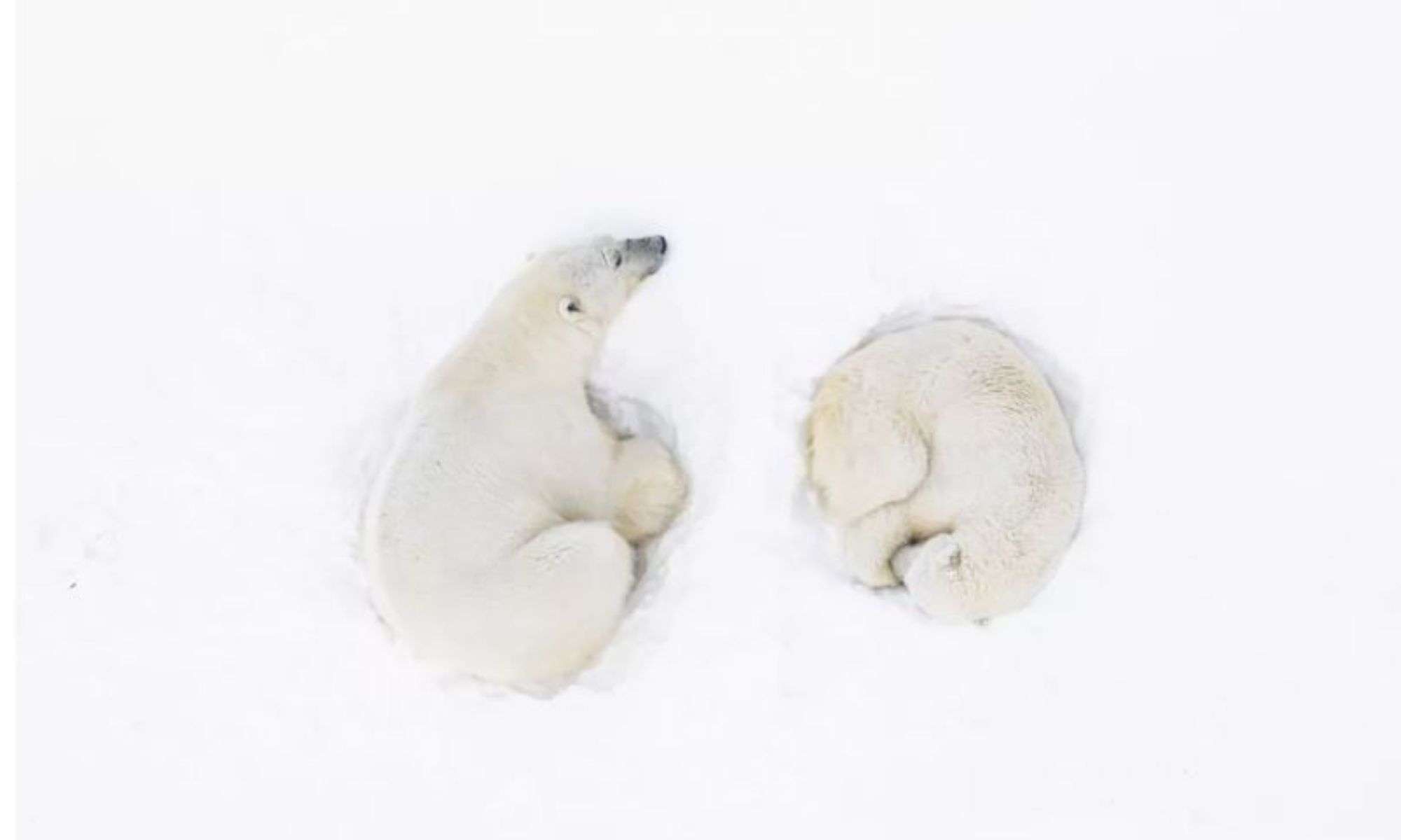 A Polar Romance 