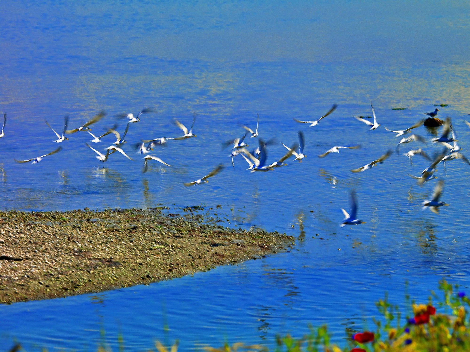 Στην Κορωνησία με το σύνθημα «Σώστε τον Αμβρακικό»