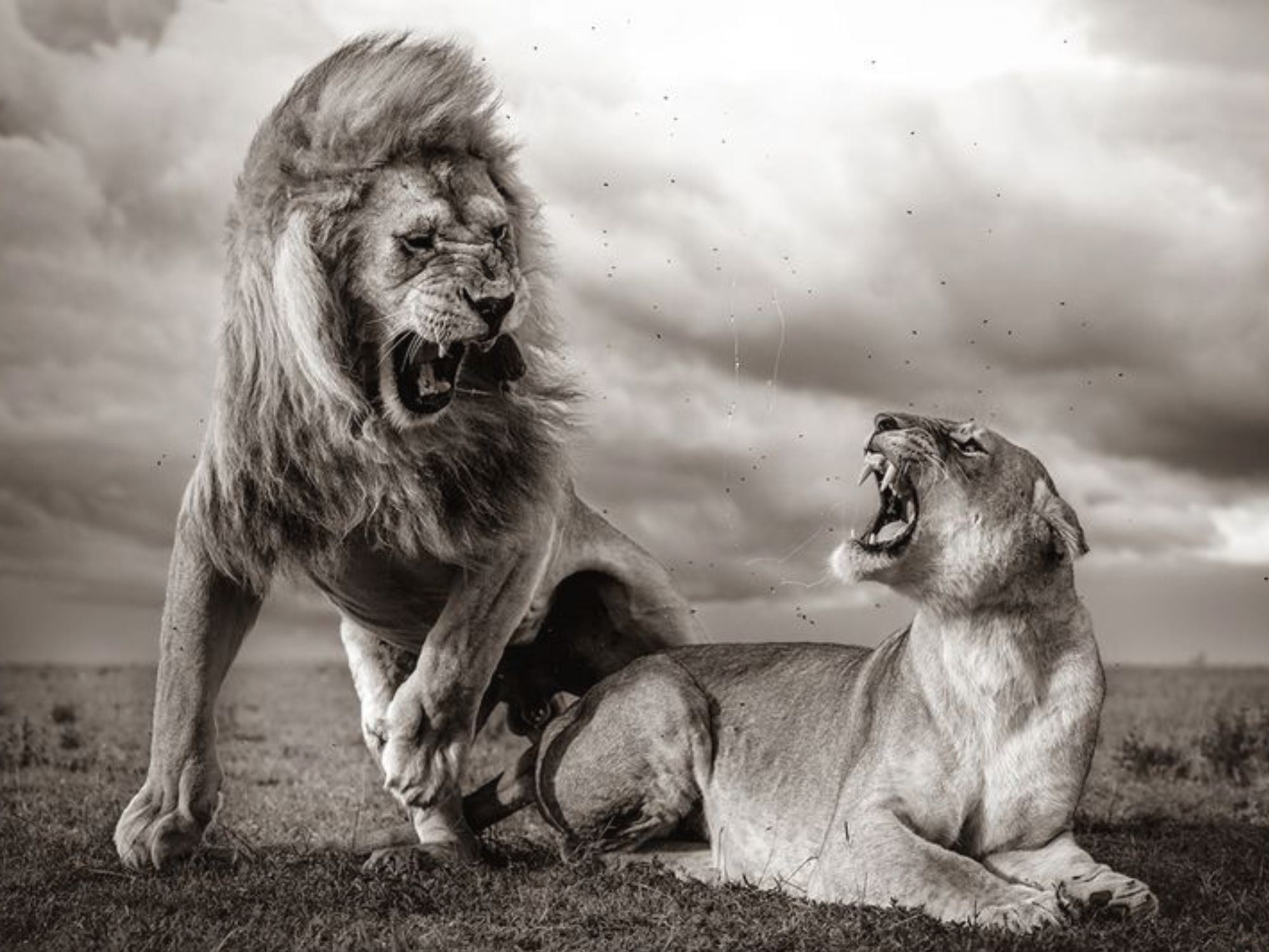 «Θυελλώδης σκηνή». Ο Γουίλιαμ Φόρτεσκιου επισκέφθηκε το Εθνικό Πάρκο Σερενγκέτι την εποχή των βροχών και παρακολούθησε αρκετές φορές τα λιοντάρια να ζευγαρώνουν πριν απεικονίσει τη σκηνή με φόντο σύννεφα καταιγίδας φωτισμένα από τον ήλιο που δύει