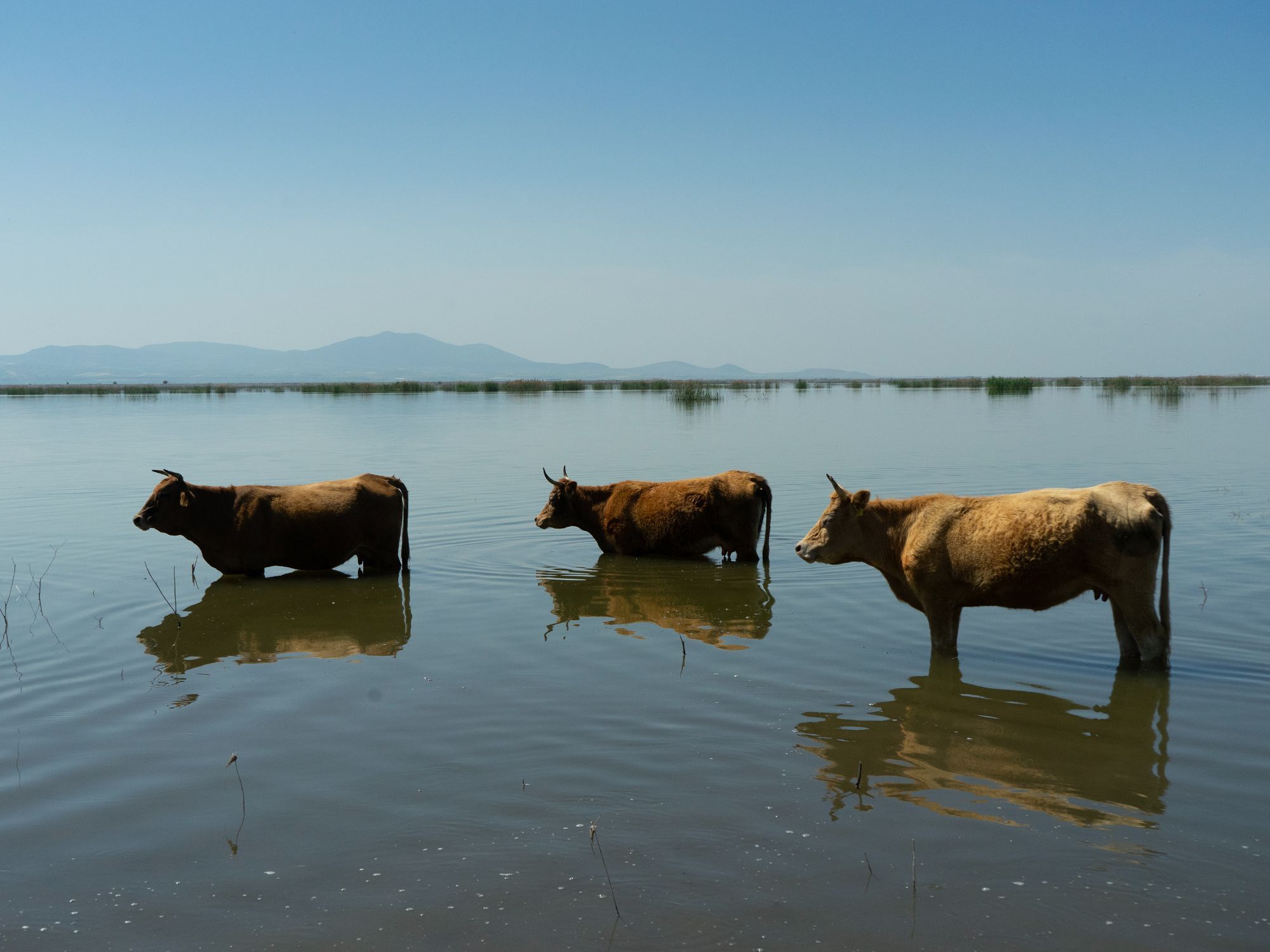 Κατερίνα Φασσέα