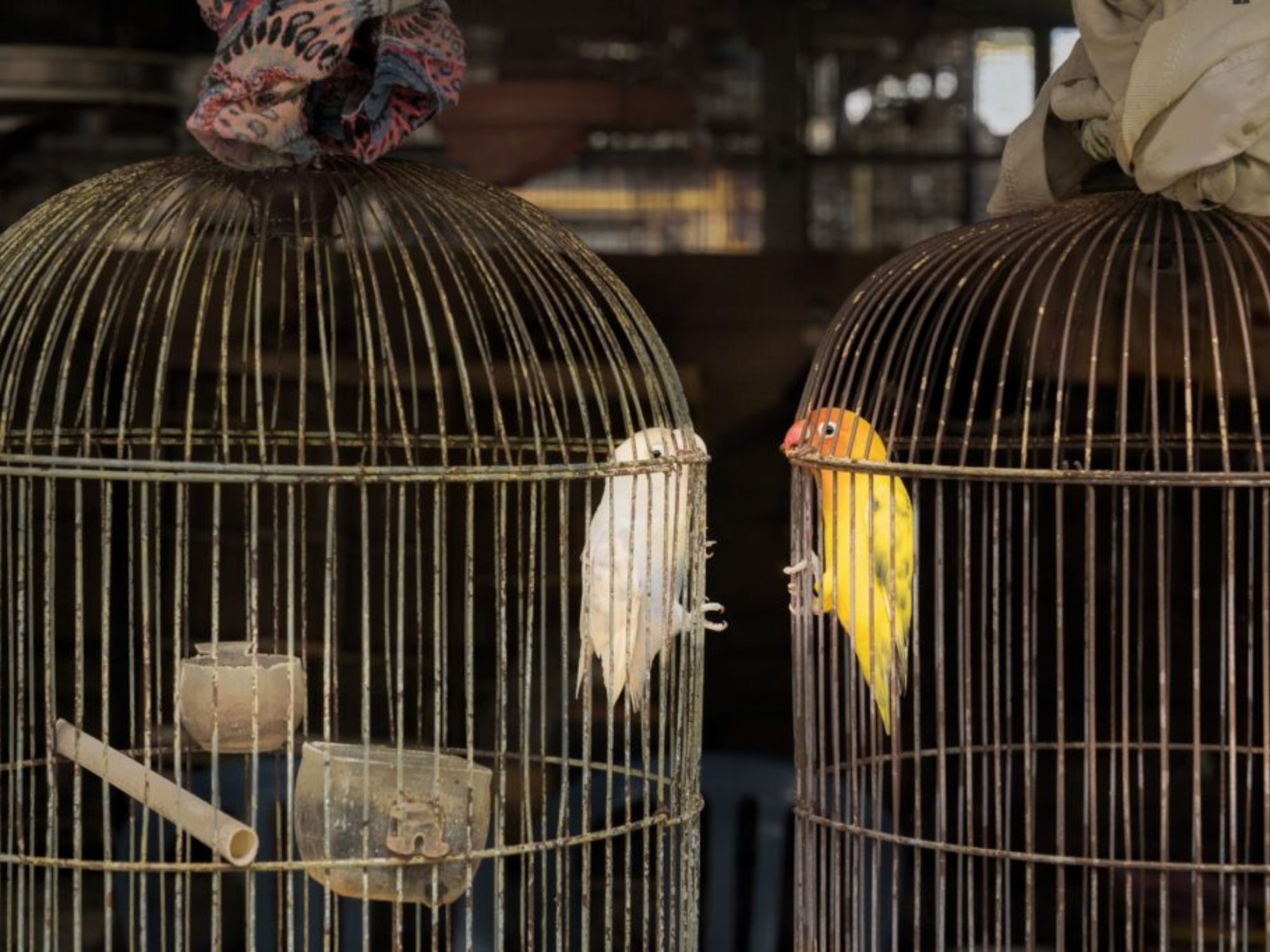 Bird Photographer of the Year 2024: Οι εικόνες που ξεχώρισαν 