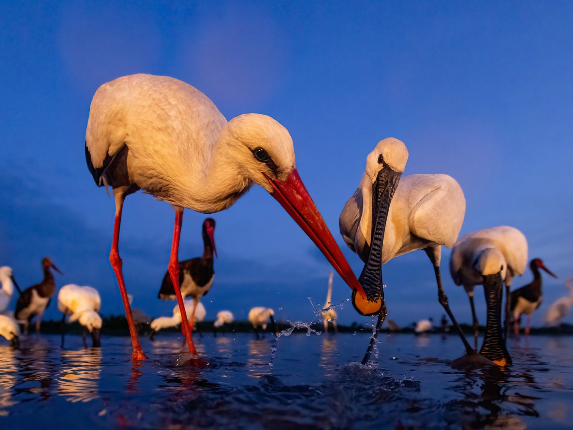 Bird Photographer of the Year 2024: Οι εικόνες που ξεχώρισαν 