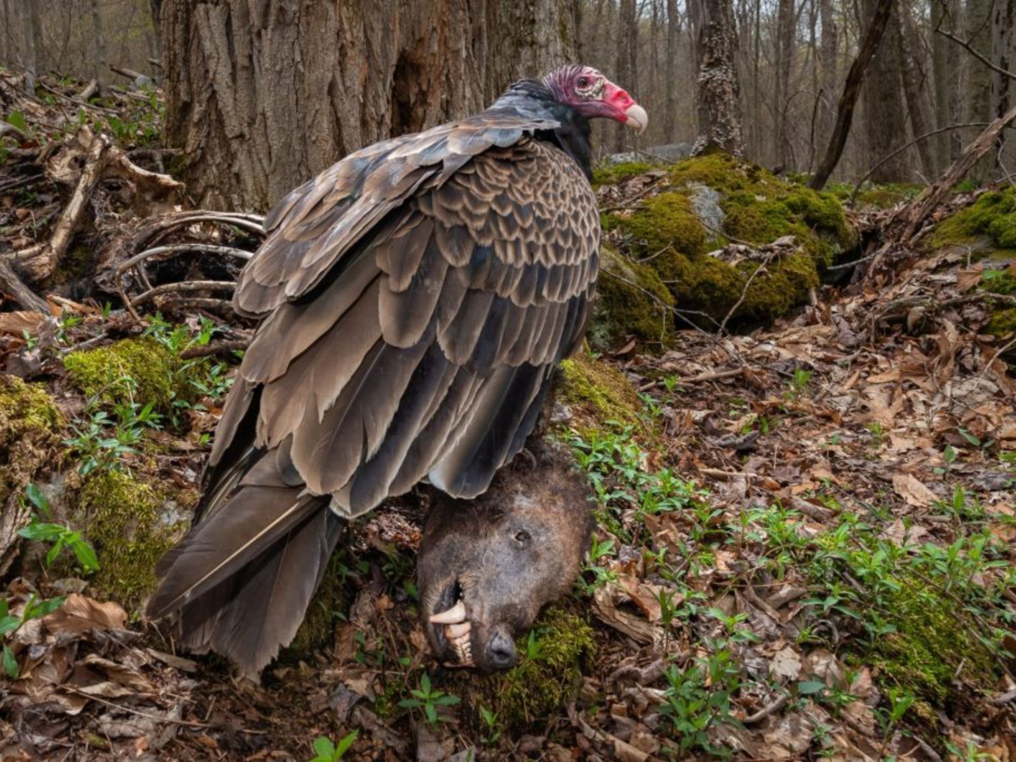 Bird Photographer of the Year 2024: Οι εικόνες που ξεχώρισαν 