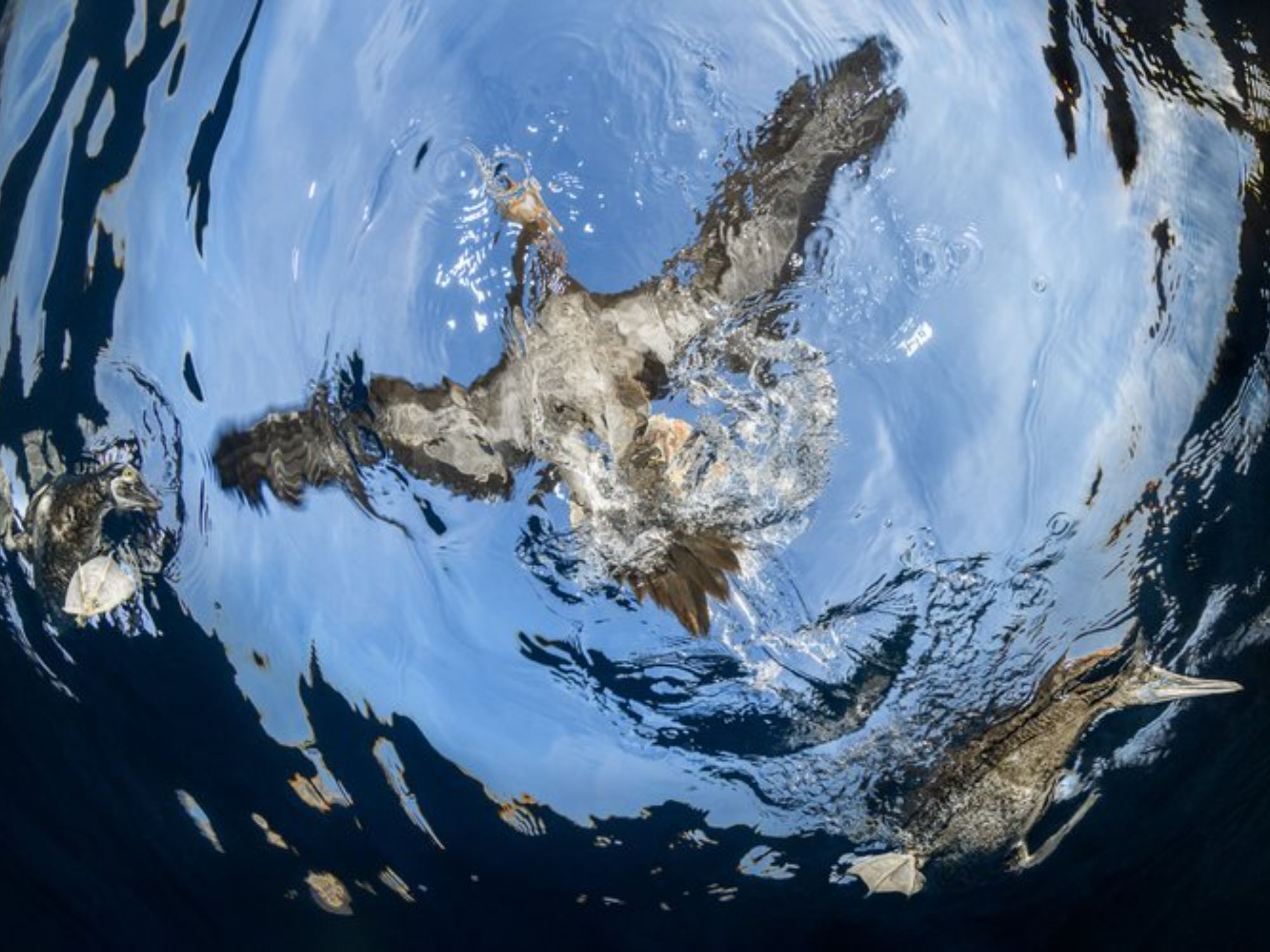 Bird Photographer of the Year 2024: Οι εικόνες που ξεχώρισαν 