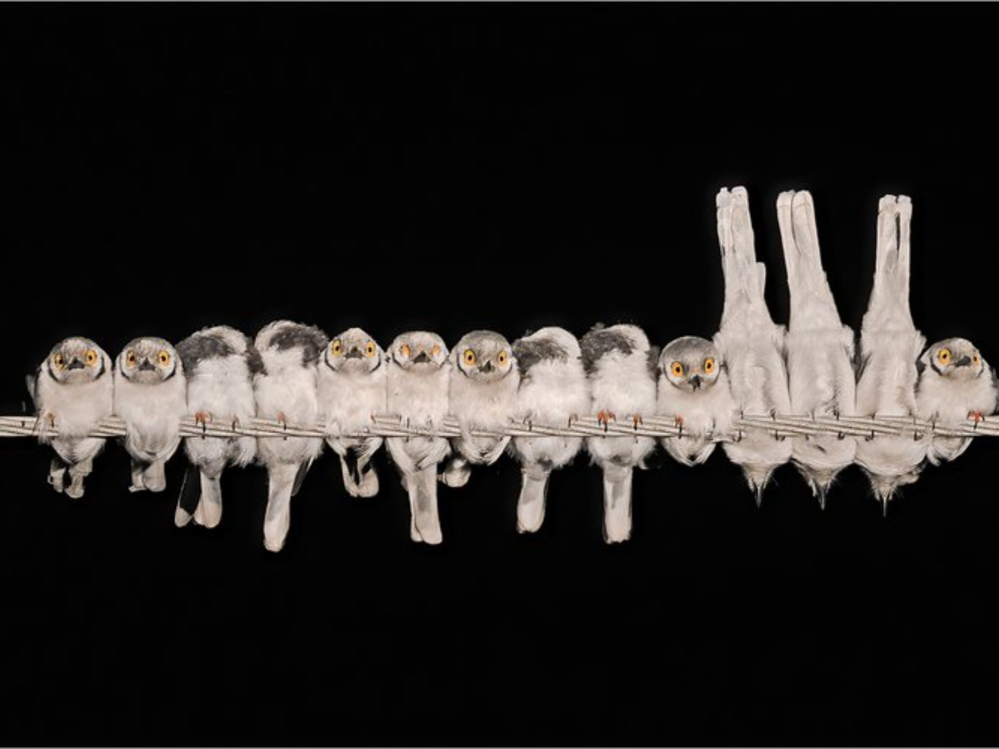 Bird Photographer of the Year 2024: Οι εικόνες που ξεχώρισαν 