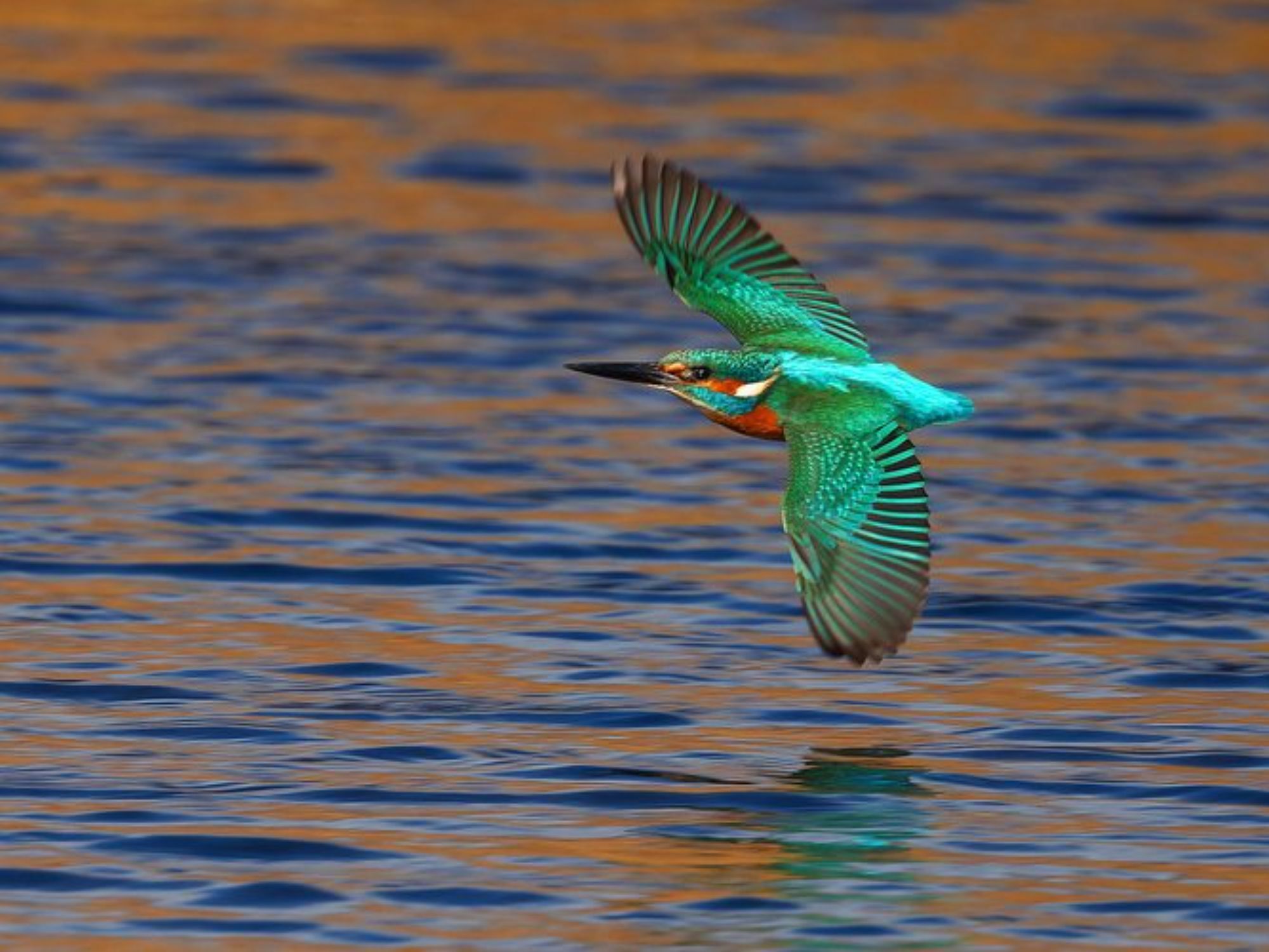 Bird Photographer of the Year 2024: Οι εικόνες που ξεχώρισαν 
