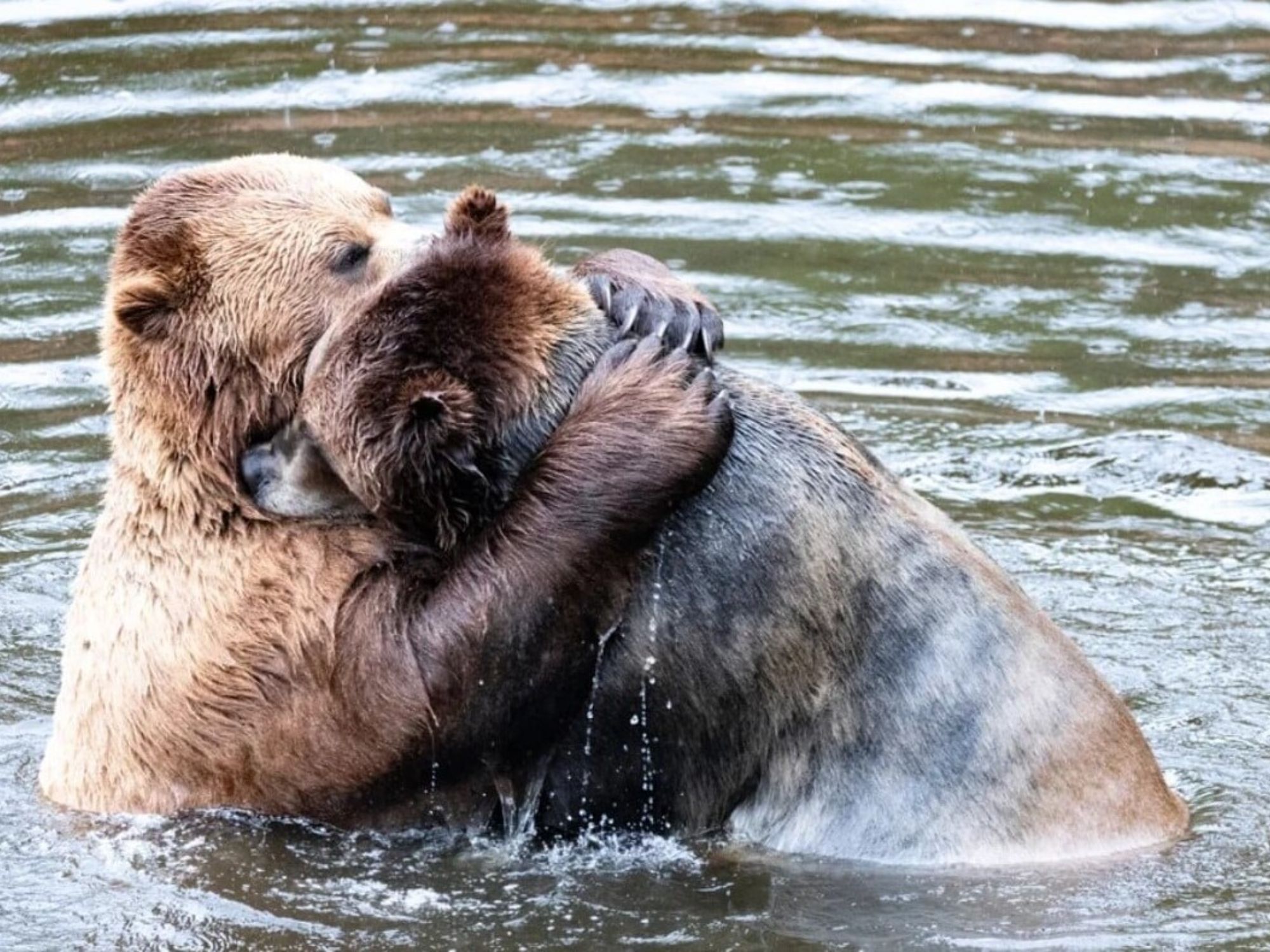Comedy Wildlife Photography Awards: Μερικές από τις πιο ξεκαρδιστικές εικόνες