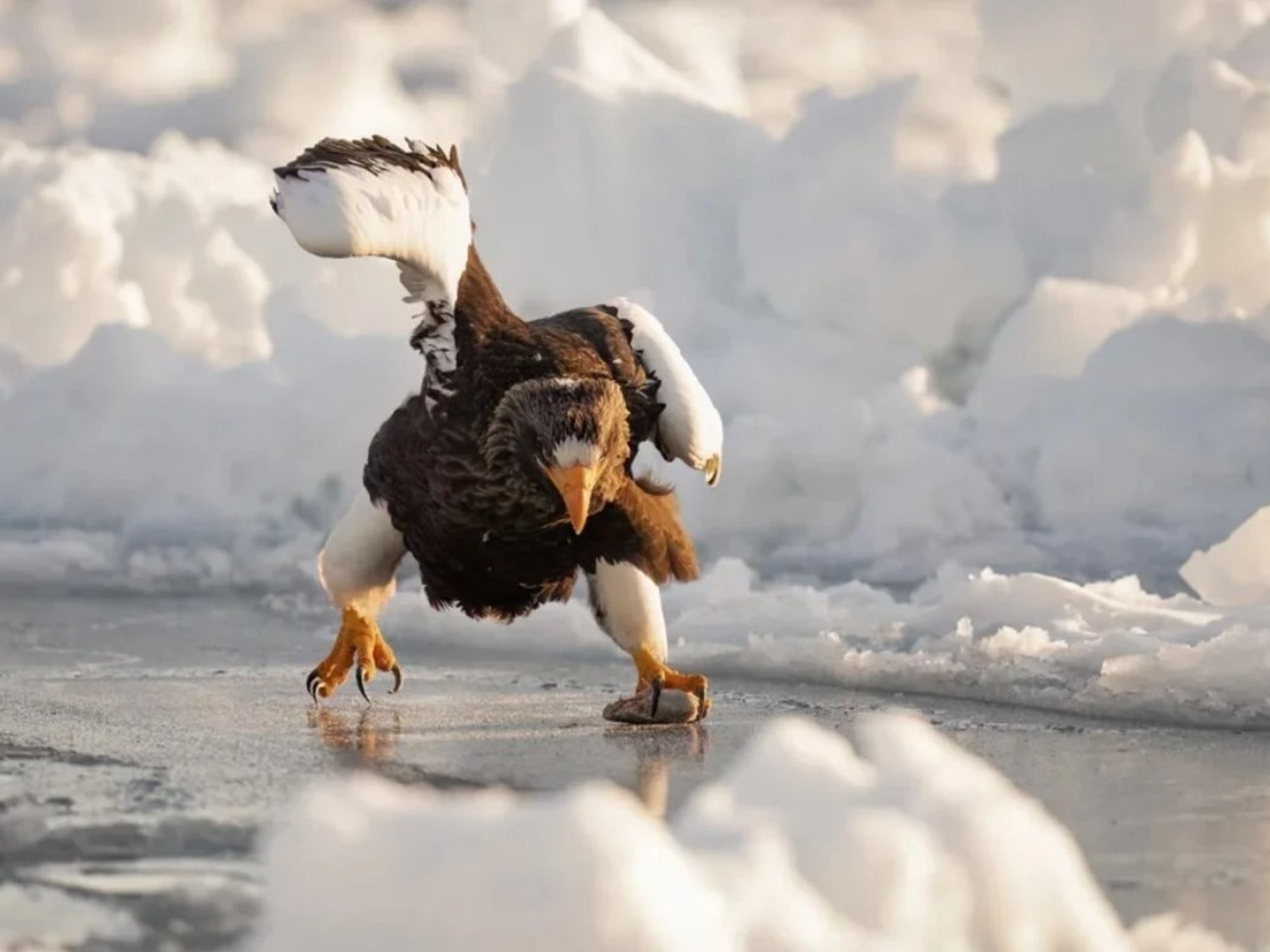 Comedy Wildlife Photography Awards: Μερικές από τις πιο ξεκαρδιστικές εικόνες
