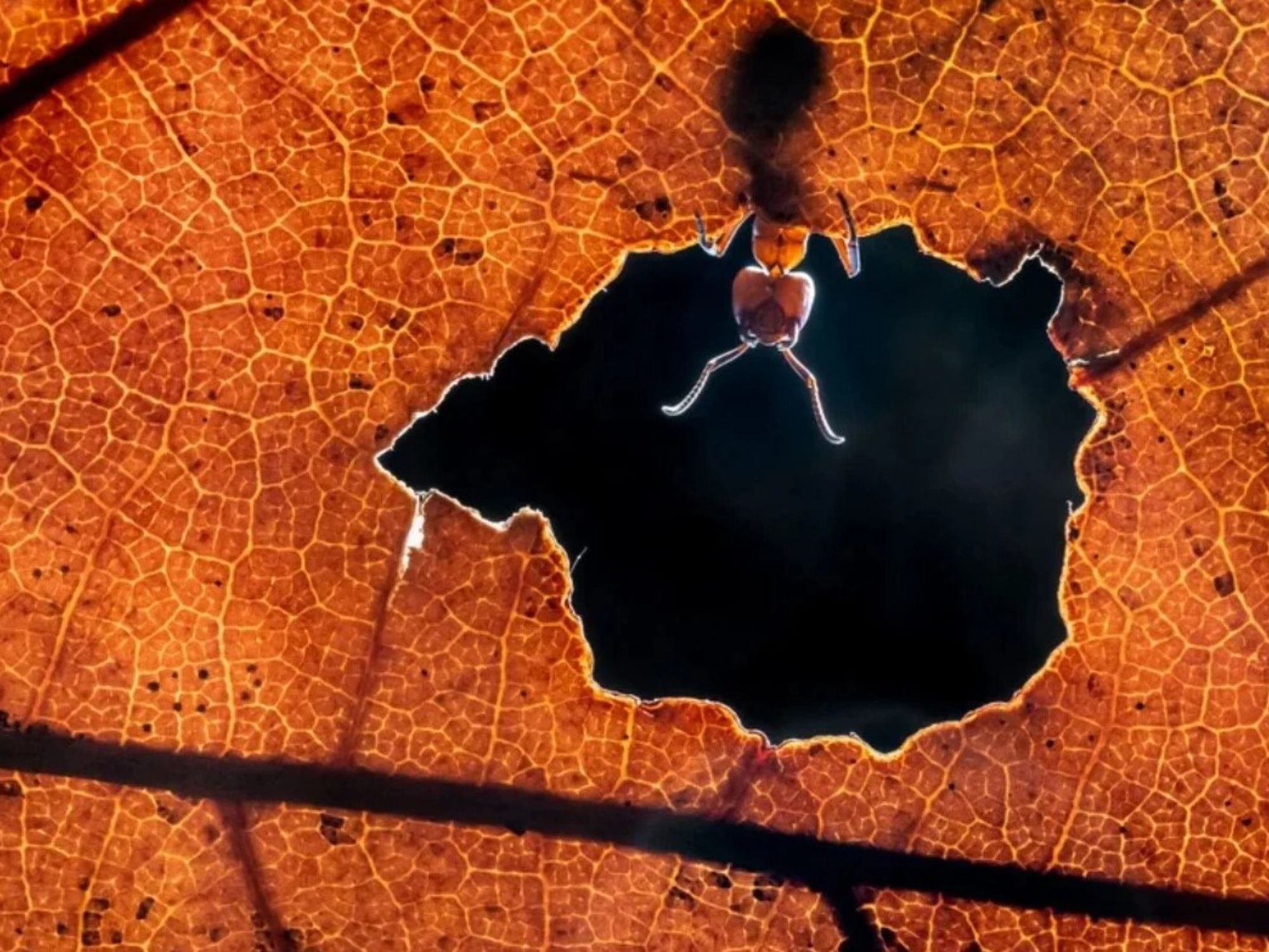 Comedy Wildlife Photography Awards: Μερικές από τις πιο ξεκαρδιστικές εικόνες