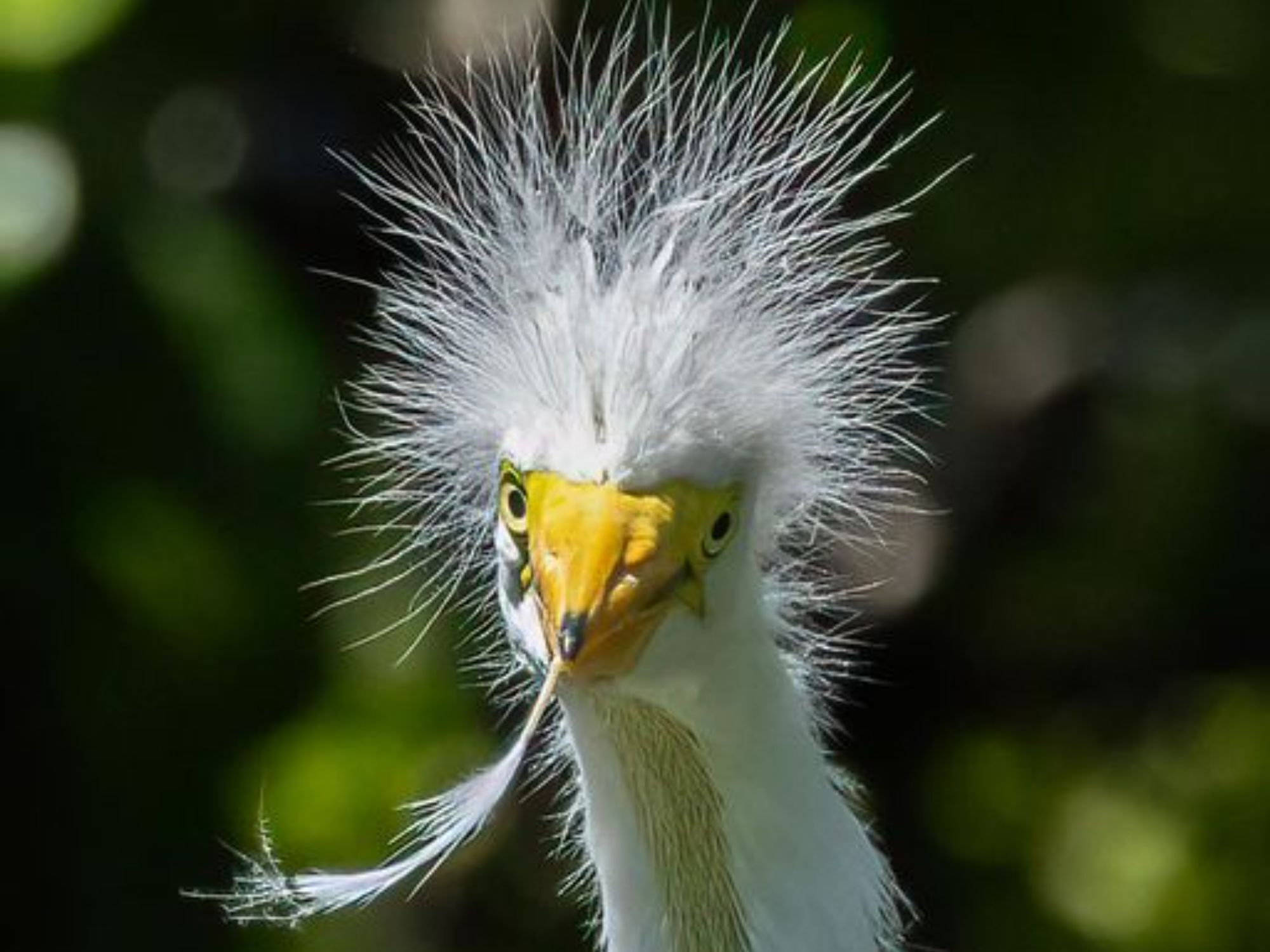 Comedy Wildlife Photography Awards: Μερικές από τις πιο ξεκαρδιστικές εικόνες