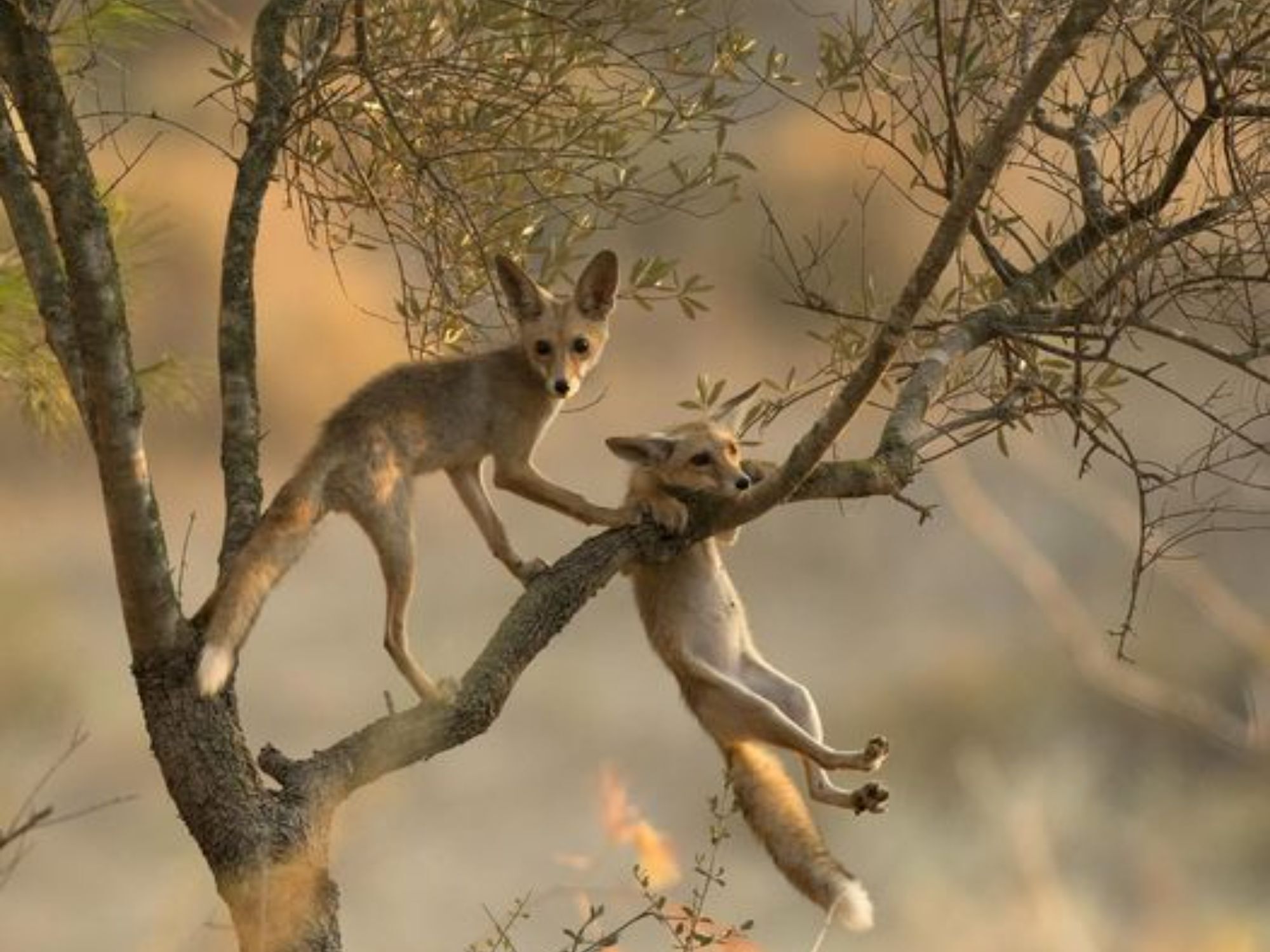 Comedy Wildlife Photography Awards: Μερικές από τις πιο ξεκαρδιστικές εικόνες