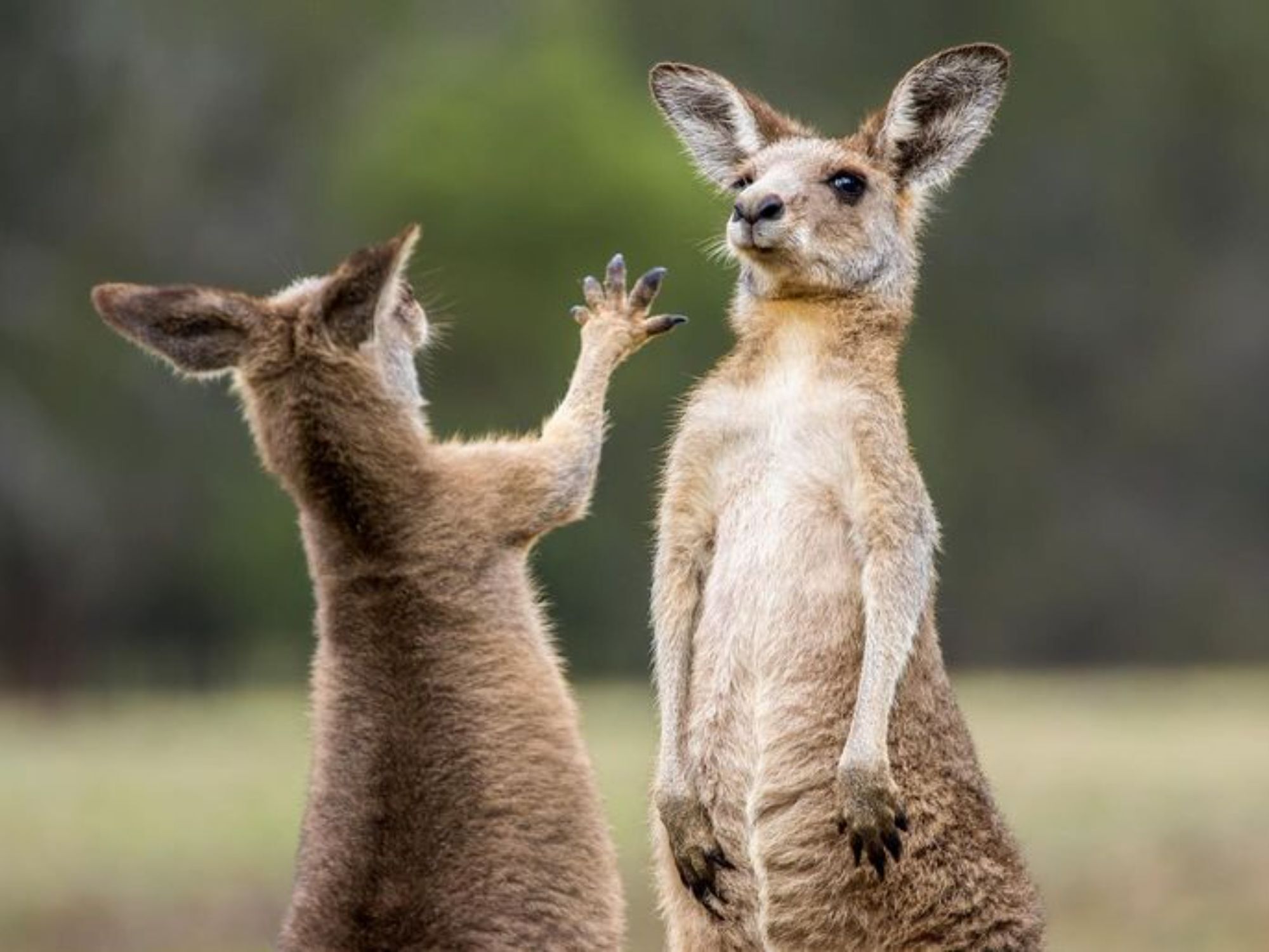 Comedy Wildlife Photography Awards: Μερικές από τις πιο ξεκαρδιστικές εικόνες