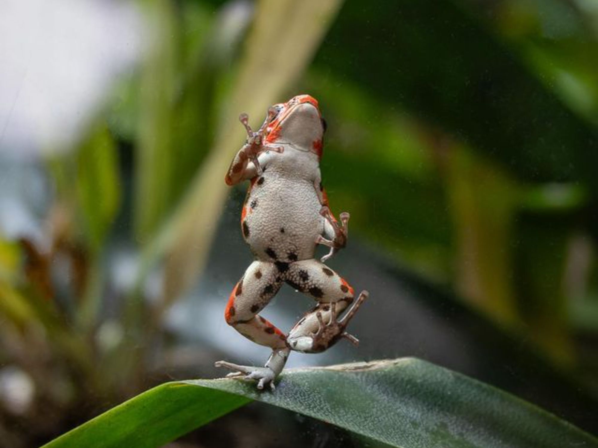 Comedy Wildlife Photography Awards: Μερικές από τις πιο ξεκαρδιστικές εικόνες