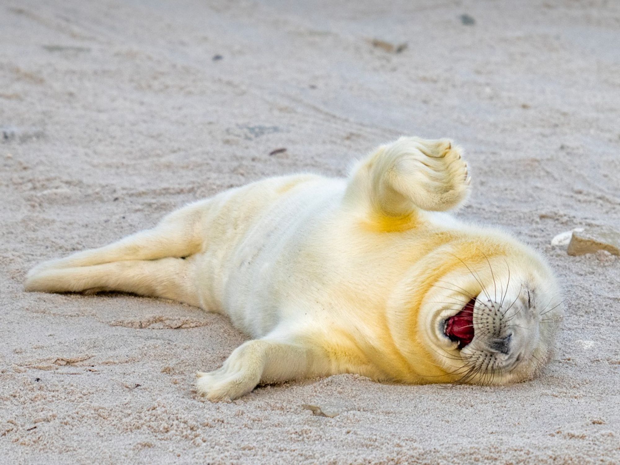 Comedy Wildlife Photography Awards: Μερικές από τις πιο ξεκαρδιστικές εικόνες