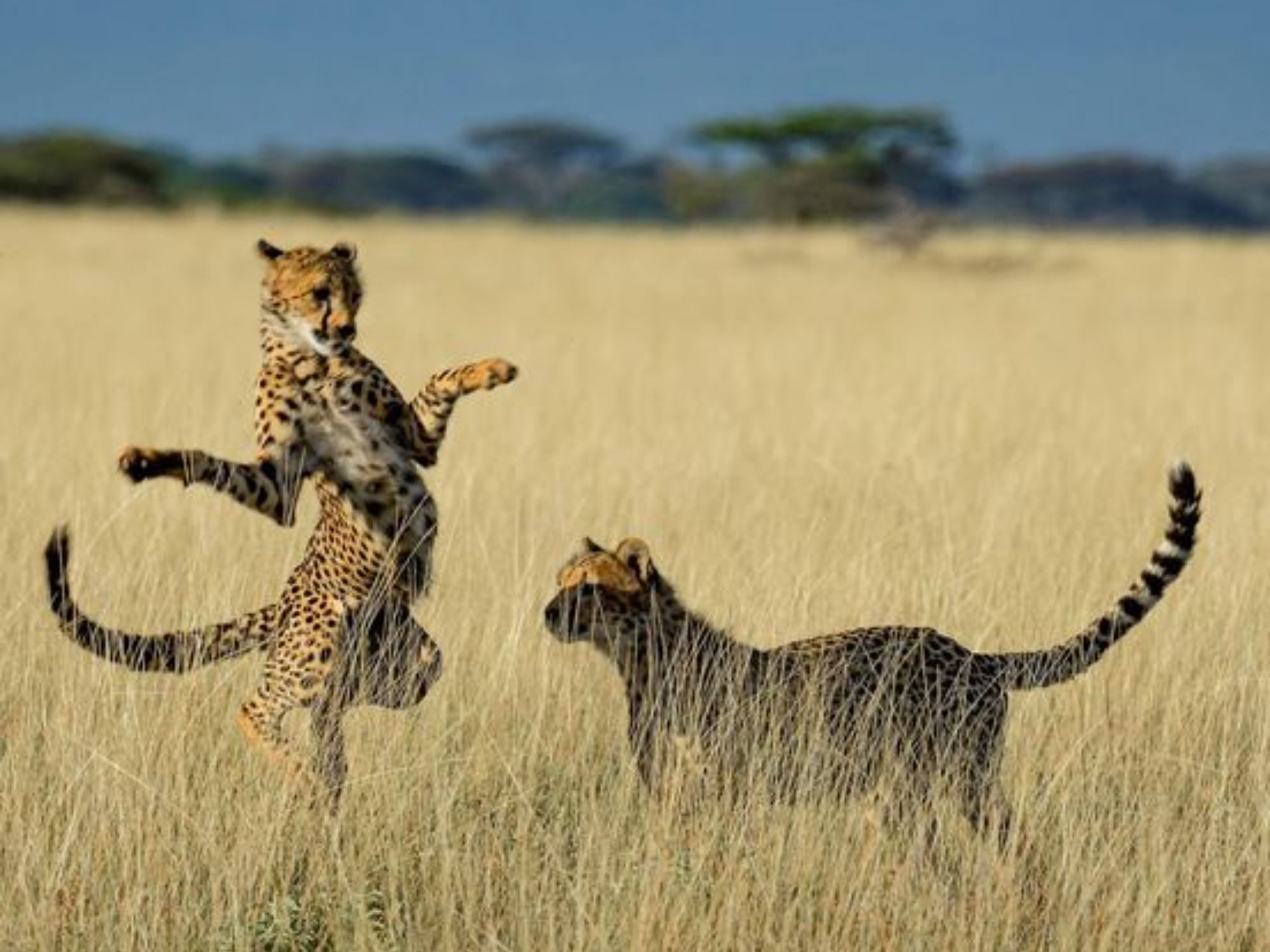 Comedy Wildlife Photography Awards: Μερικές από τις πιο ξεκαρδιστικές εικόνες