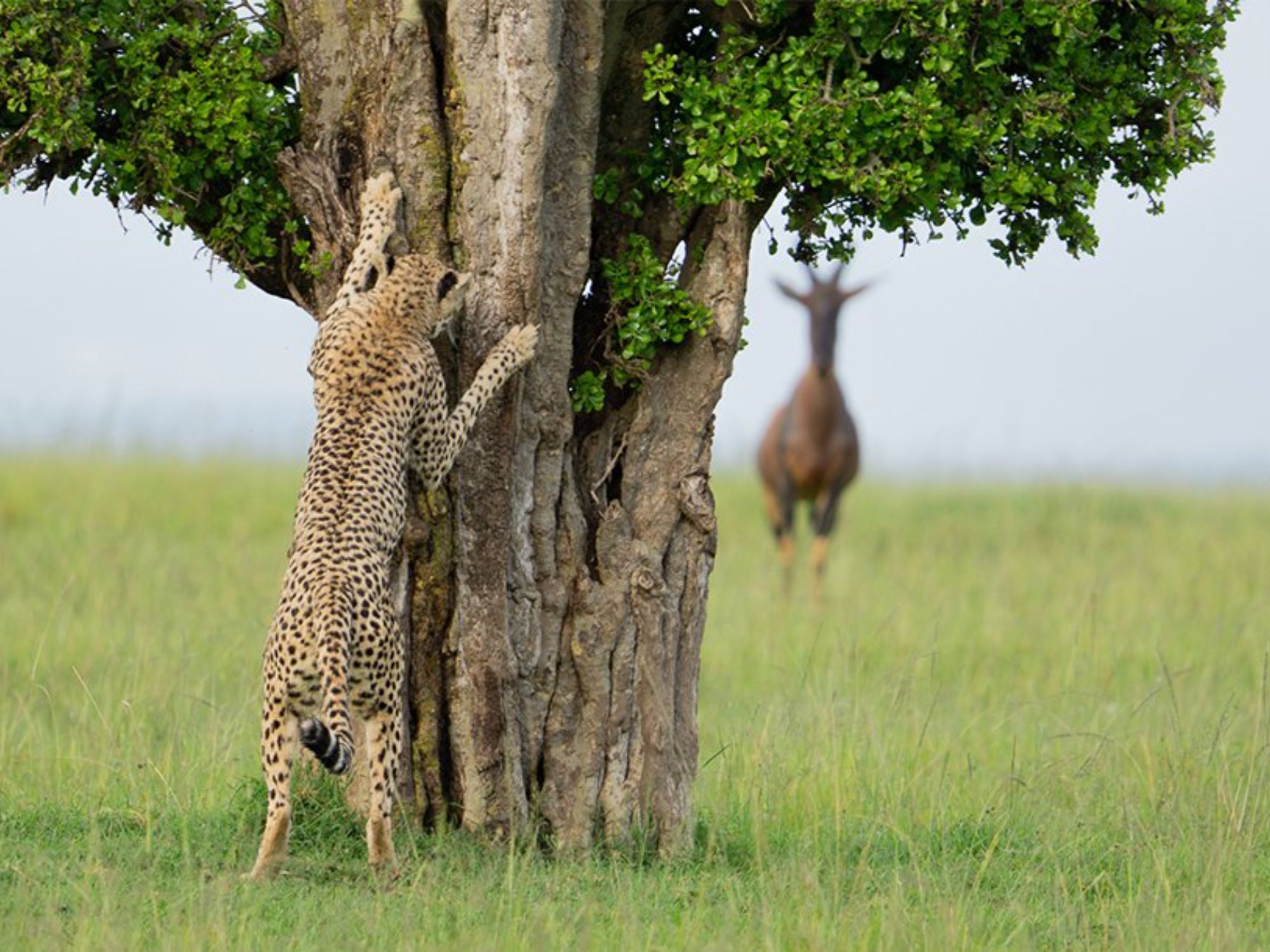Comedy Wildlife Photography Awards: Μερικές από τις πιο ξεκαρδιστικές εικόνες
