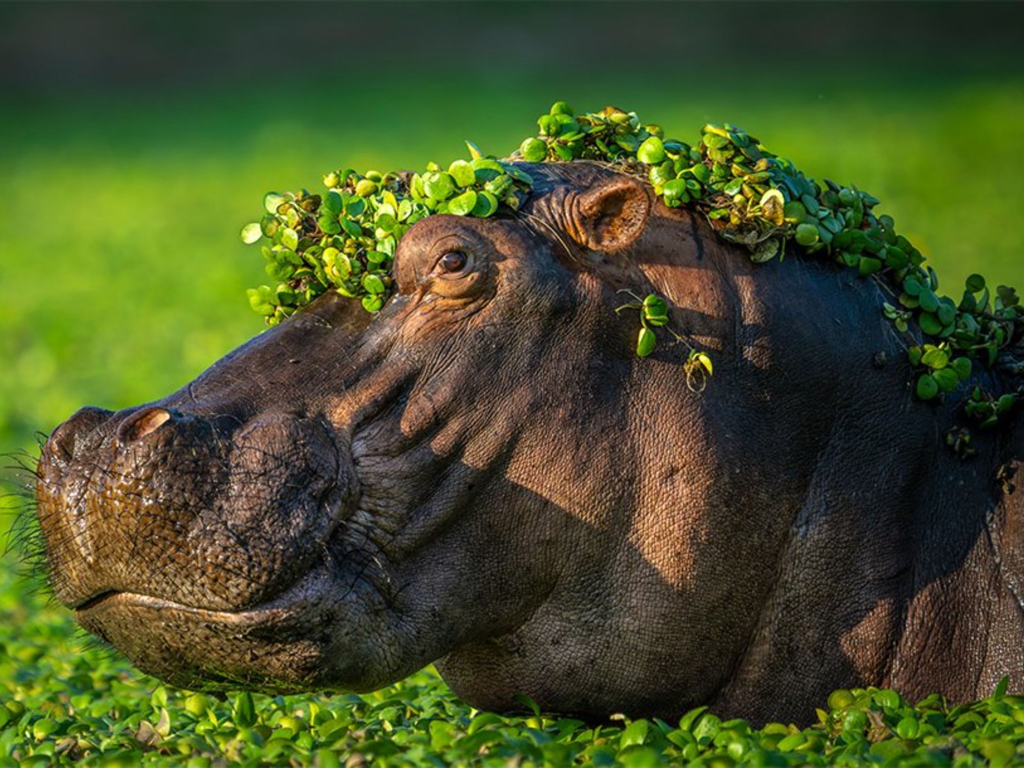 Comedy Wildlife Photography Awards: Μερικές από τις πιο ξεκαρδιστικές εικόνες