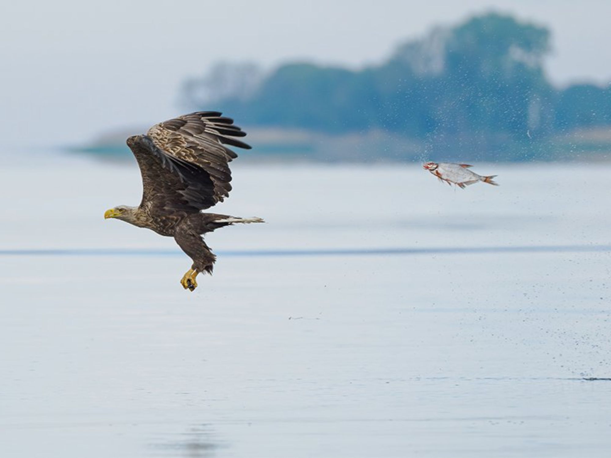 Comedy Wildlife Photography Awards: Μερικές από τις πιο ξεκαρδιστικές εικόνες