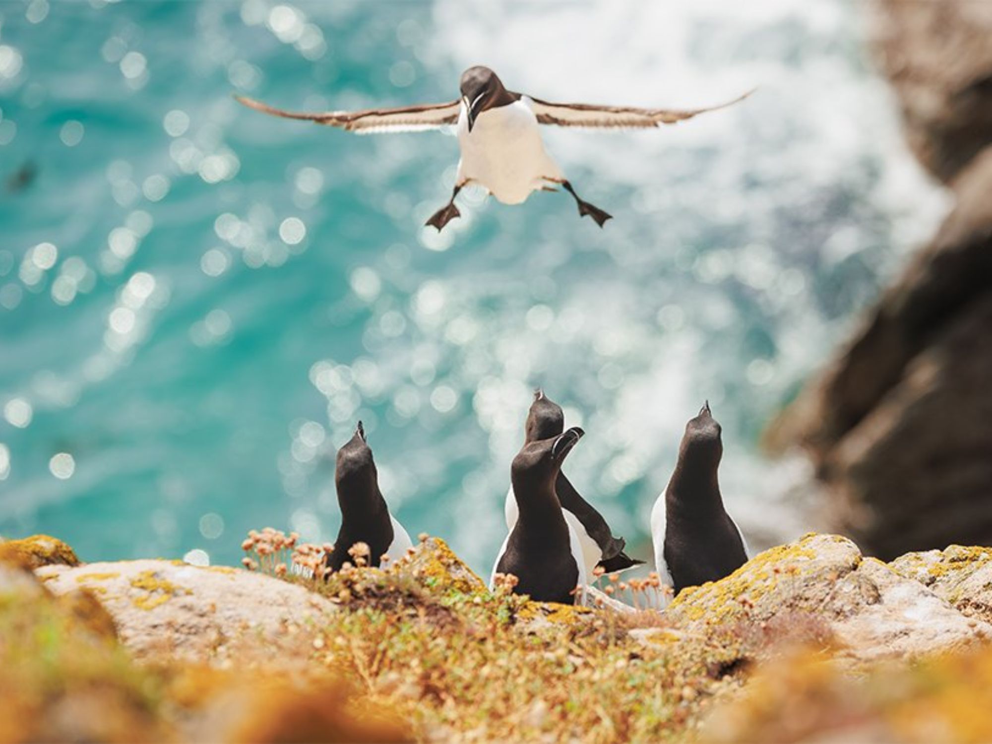 Comedy Wildlife Photography Awards: Μερικές από τις πιο ξεκαρδιστικές εικόνες