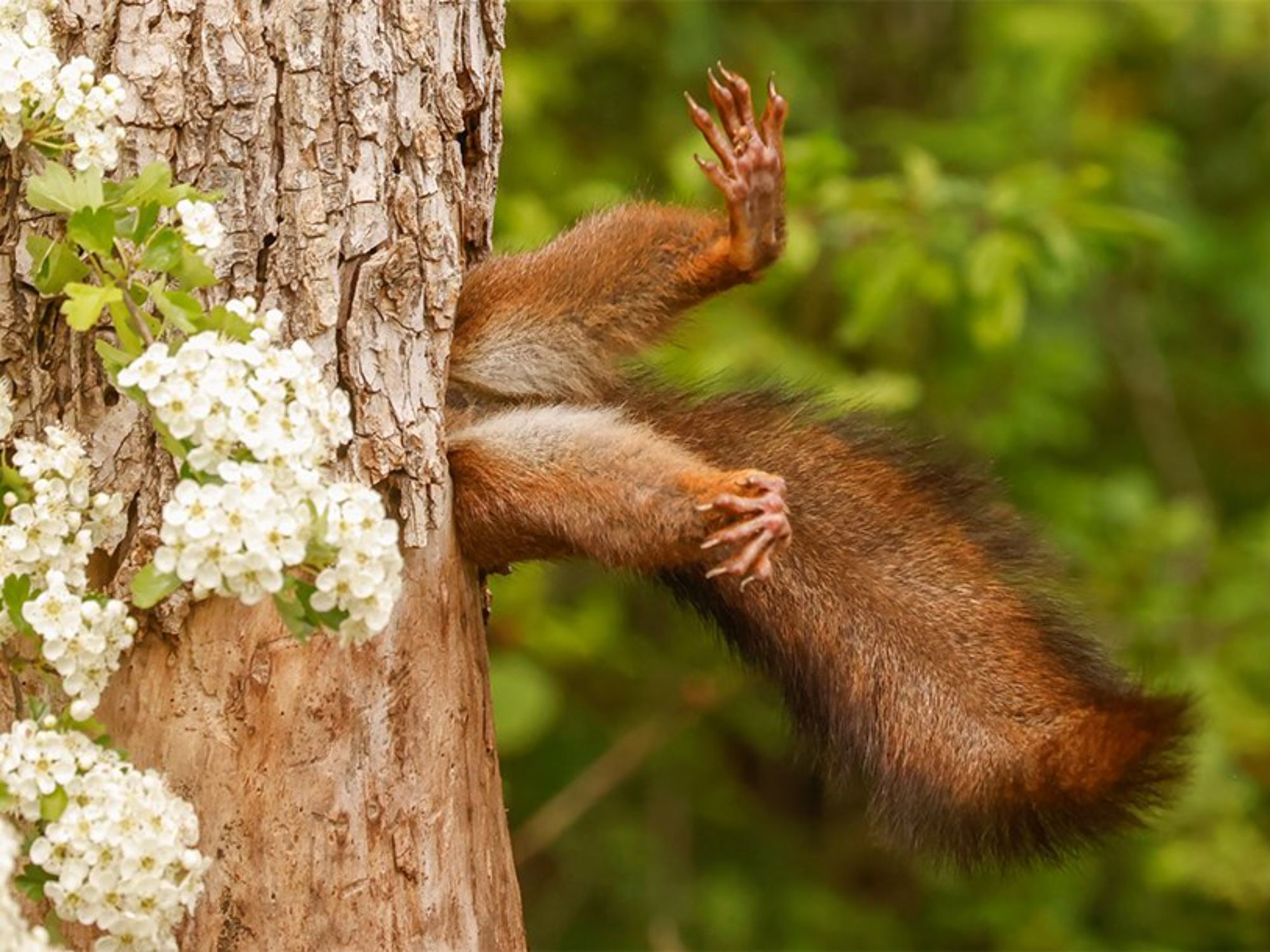 Comedy Wildlife Photography Awards: Μερικές από τις πιο ξεκαρδιστικές εικόνες
