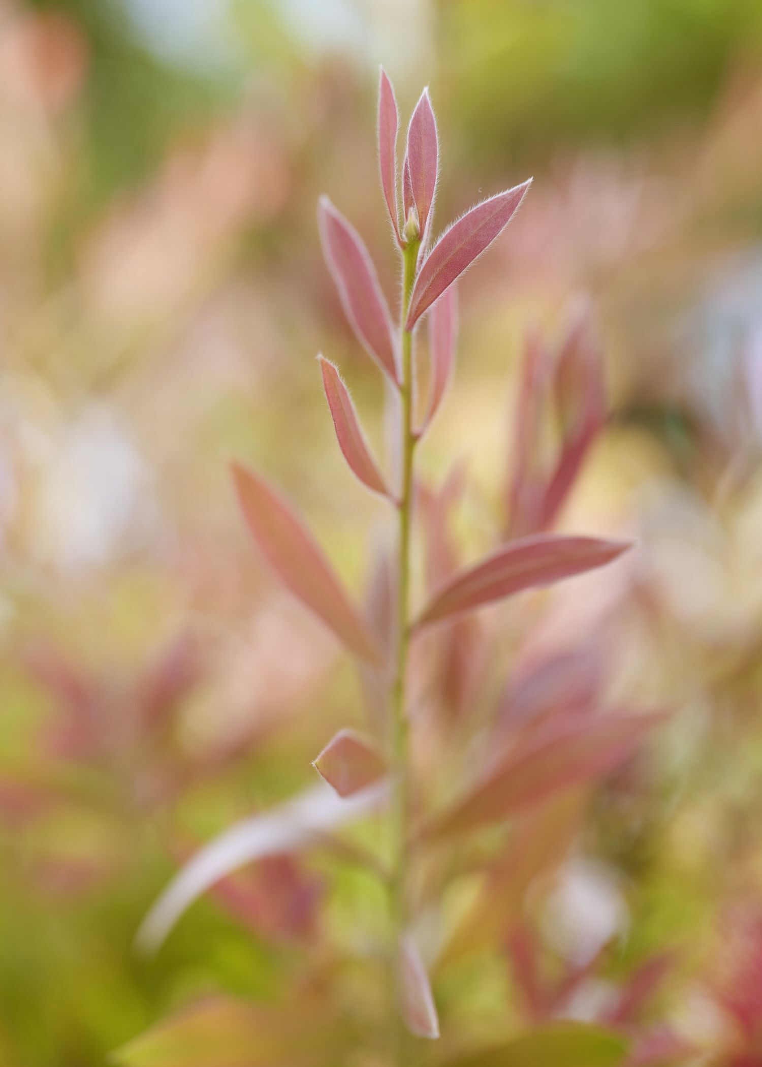 Έφη Γούση, Mediterranean Cosmos - Πυλαία, Θεσσαλονίκη, 2024 