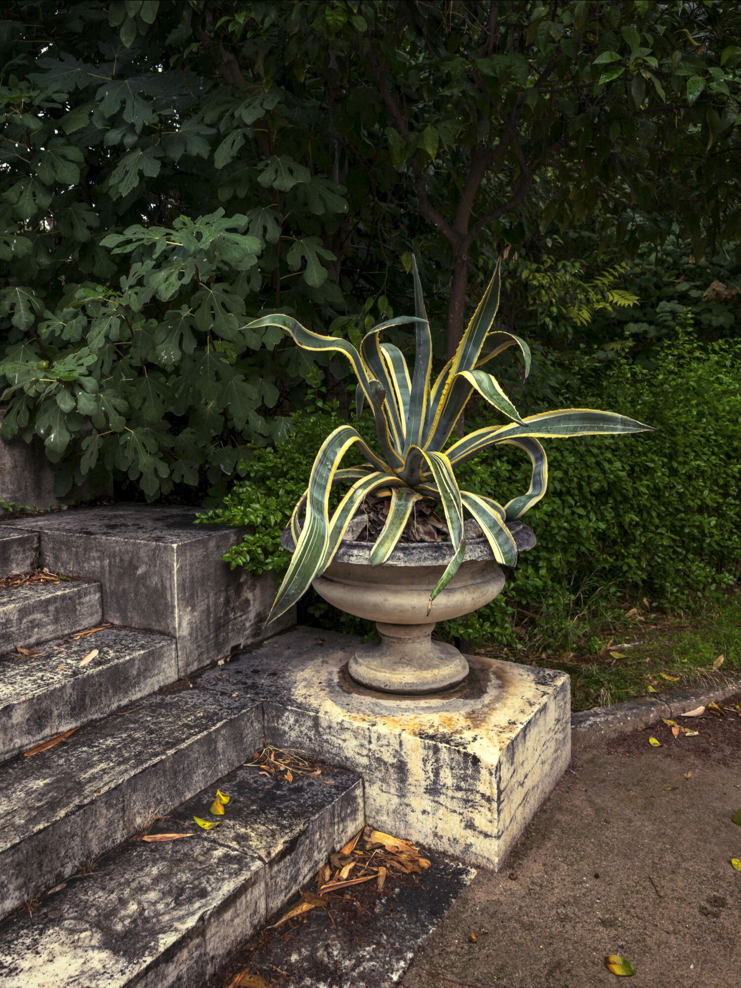 Ο Βασίλης Μακρής φωτογραφίζει τον Εθνικό Κήπο χωρίς ανθρώπους, αναδεικνύοντας τη συνύπαρξη φύσης, ιστορίας και μνήμης.