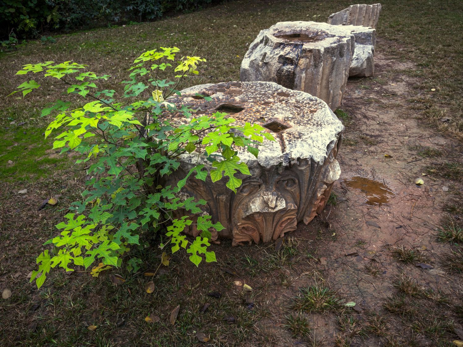 Ο Βασίλης Μακρής φωτογραφίζει τον Εθνικό Κήπο χωρίς ανθρώπους, αναδεικνύοντας τη συνύπαρξη φύσης, ιστορίας και μνήμης.