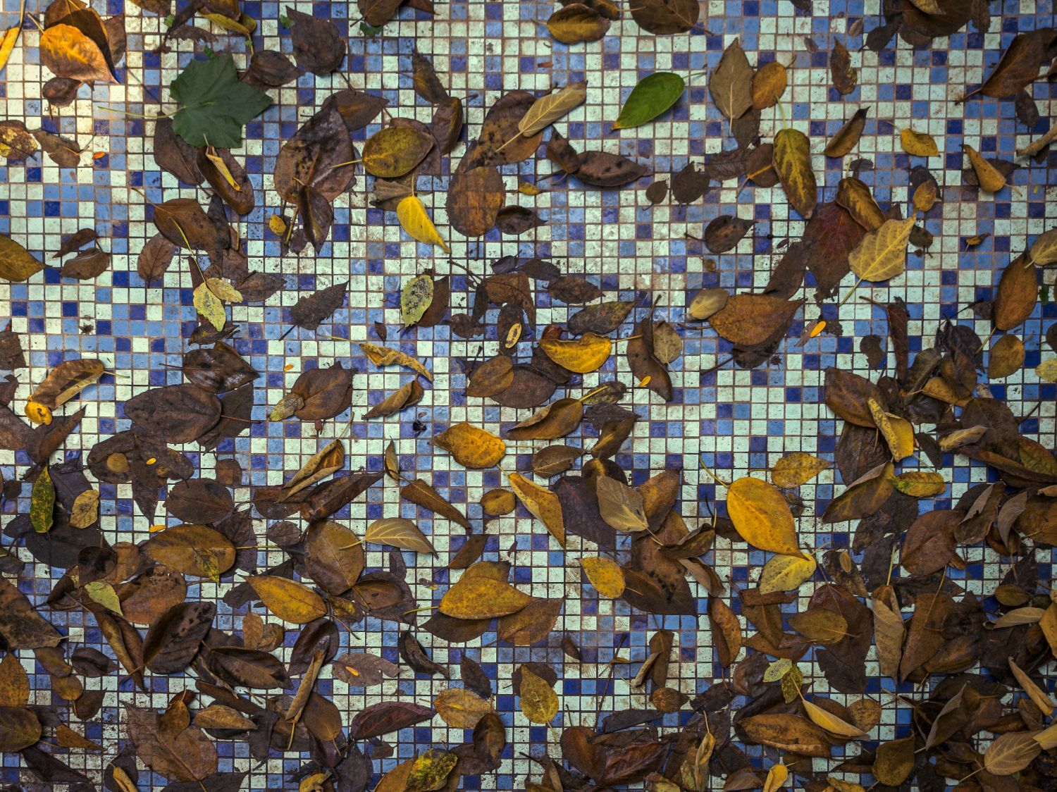 Ο Βασίλης Μακρής φωτογραφίζει τον Εθνικό Κήπο χωρίς ανθρώπους, αναδεικνύοντας τη συνύπαρξη φύσης, ιστορίας και μνήμης.