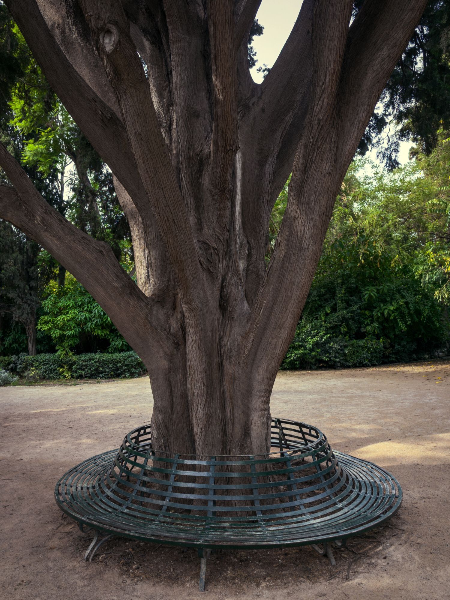 Ο Βασίλης Μακρής φωτογραφίζει τον Εθνικό Κήπο χωρίς ανθρώπους, αναδεικνύοντας τη συνύπαρξη φύσης, ιστορίας και μνήμης.