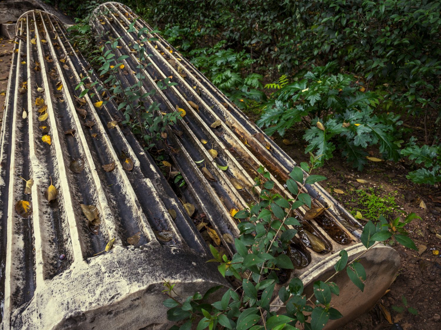 Ο Βασίλης Μακρής φωτογραφίζει τον Εθνικό Κήπο χωρίς ανθρώπους, αναδεικνύοντας τη συνύπαρξη φύσης, ιστορίας και μνήμης.
