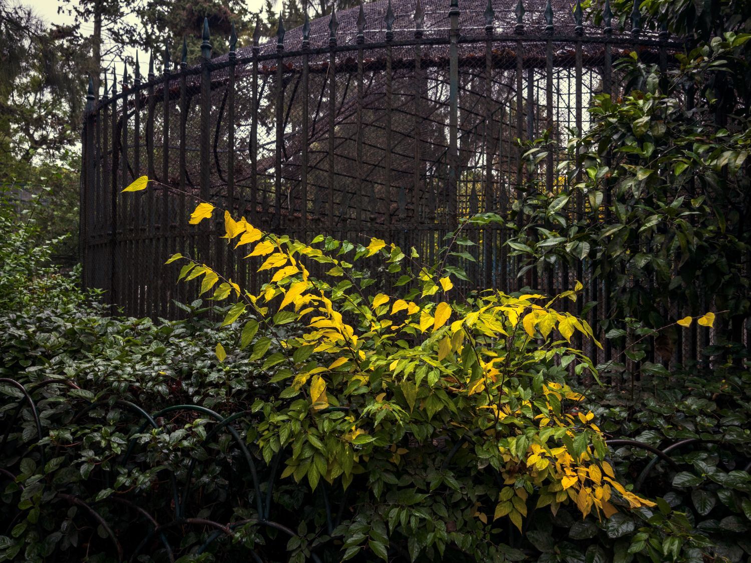 Ο Βασίλης Μακρής φωτογραφίζει τον Εθνικό Κήπο χωρίς ανθρώπους, αναδεικνύοντας τη συνύπαρξη φύσης, ιστορίας και μνήμης.