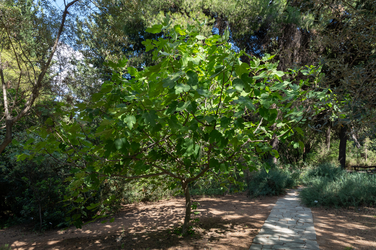 Βοτανικός Κήπος Διομήδους